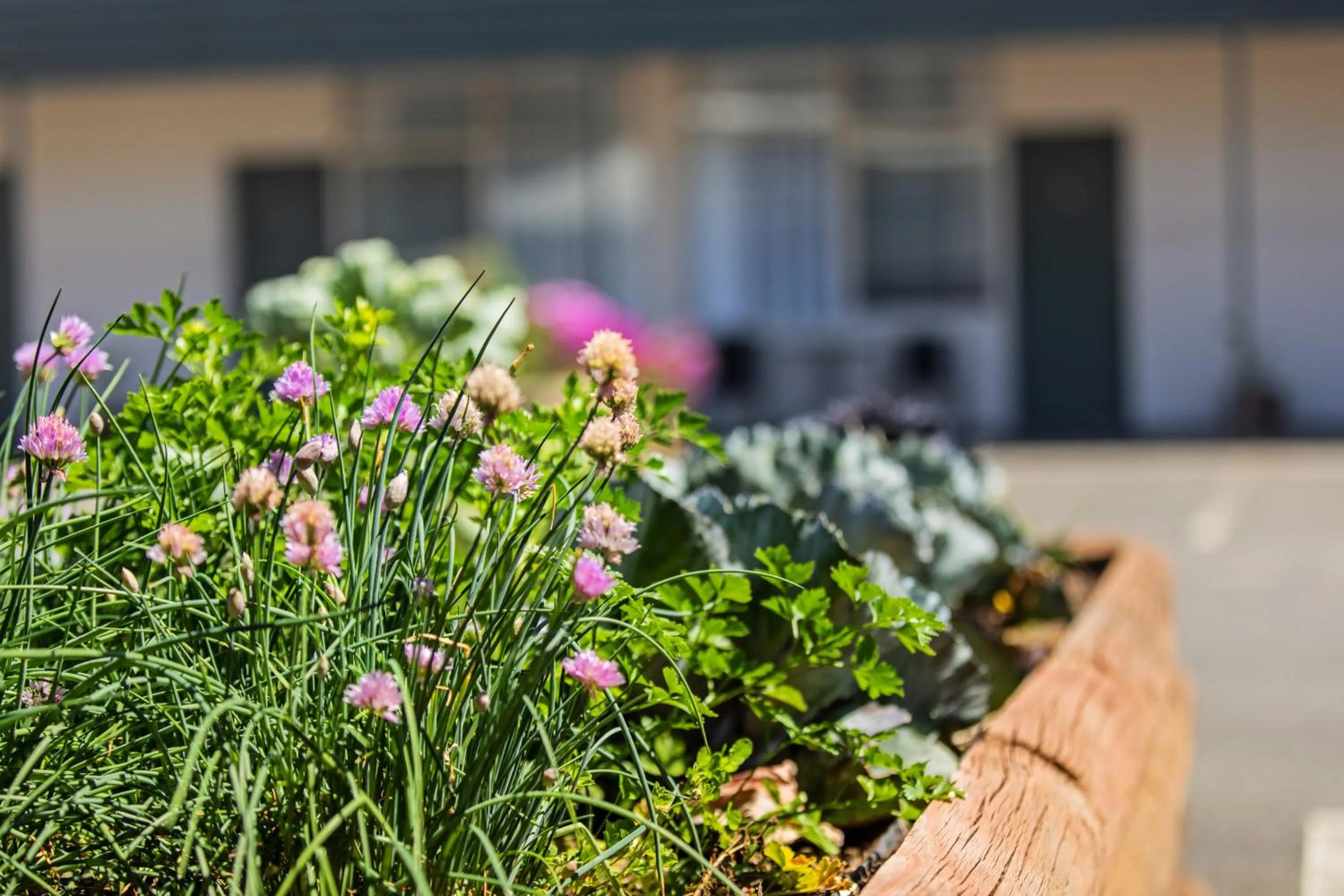 Garden in Maffra Motor Inn