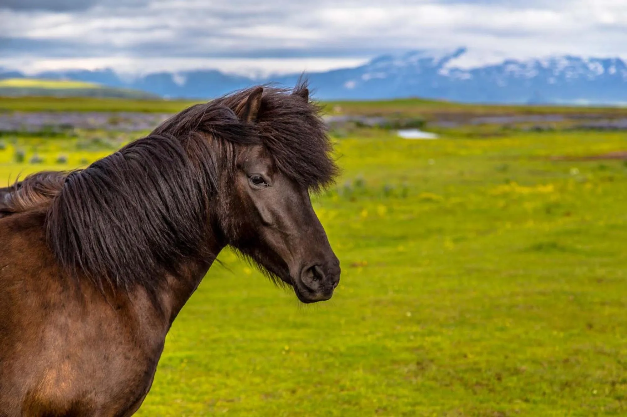 Natural landscape in Ármót Guesthouse