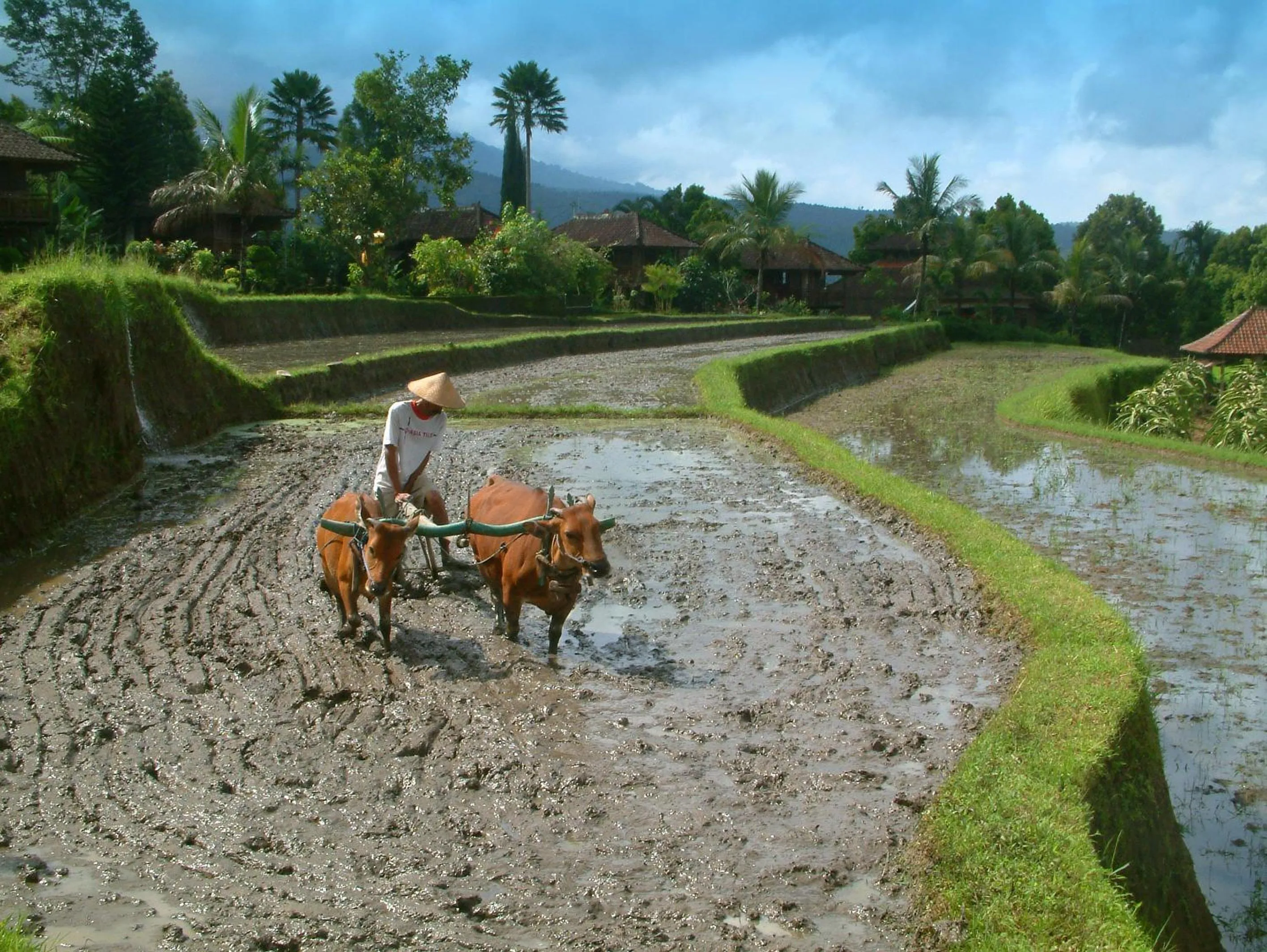 Activities in Puri Lumbung Cottages Restaurant & Spa Munduk