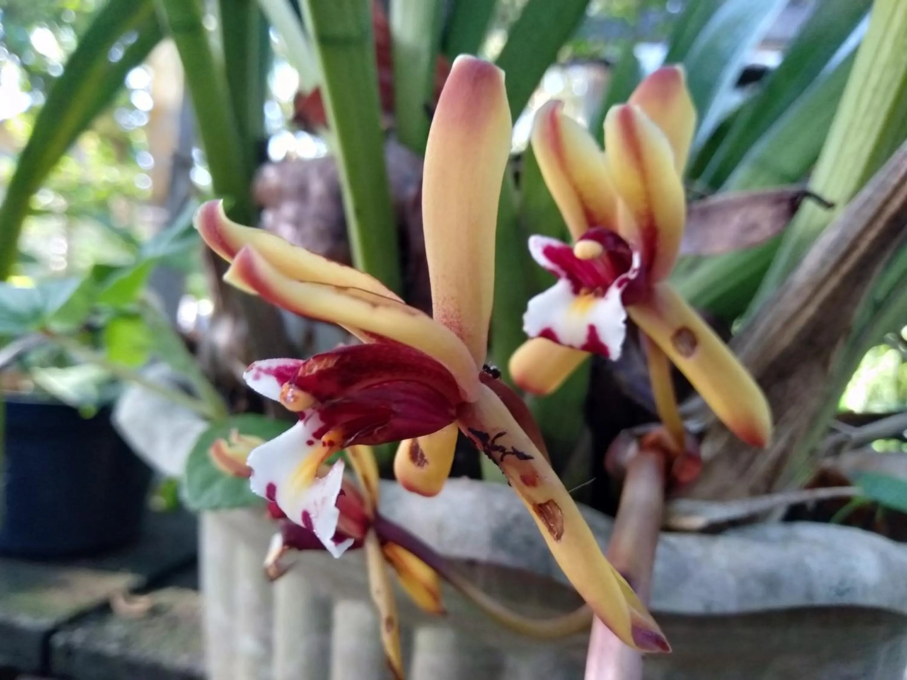 Garden in Puri Lumbung Cottages Restaurant & Spa Munduk