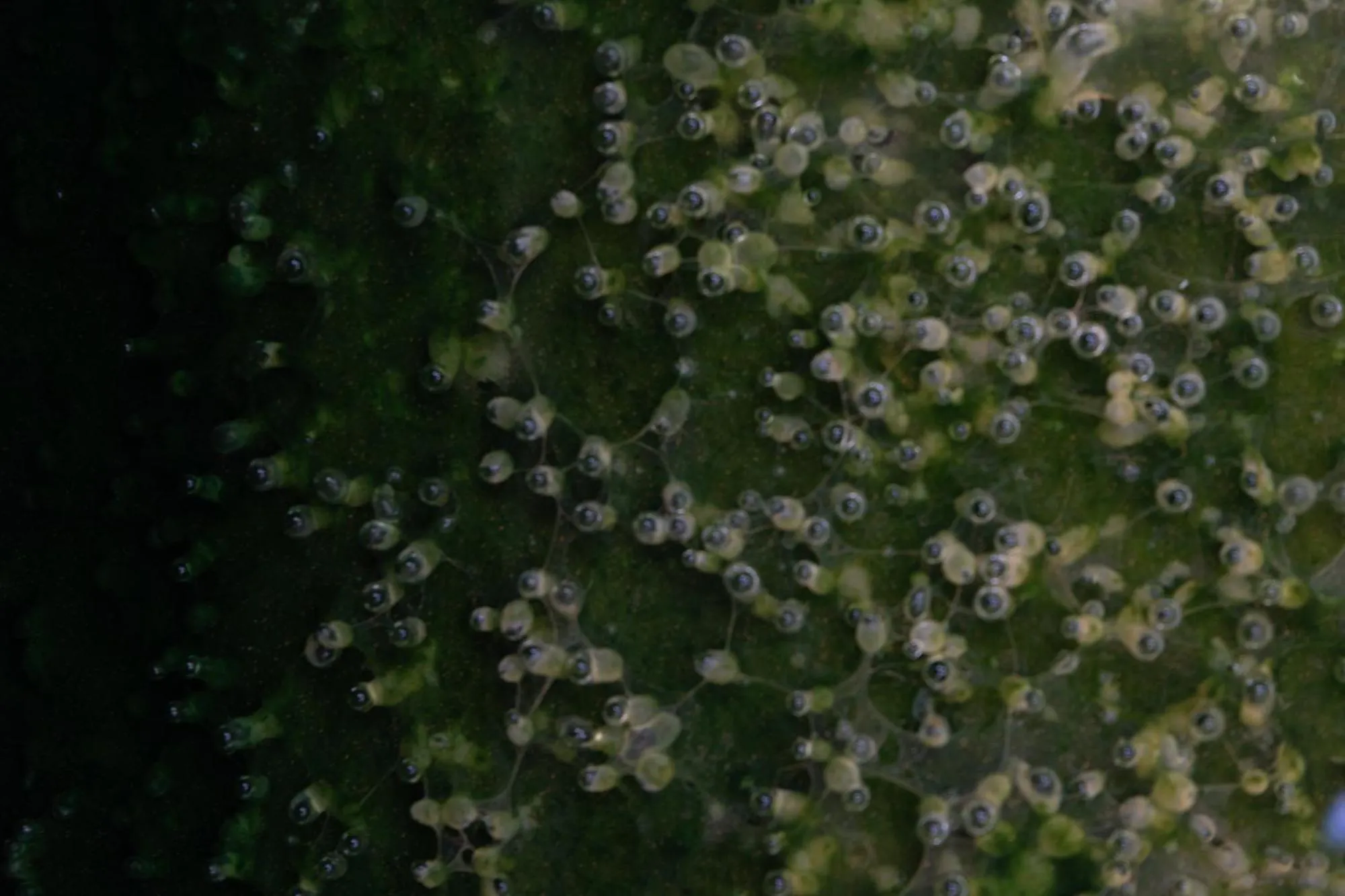 Natural landscape in Hotel Terme Leonardo