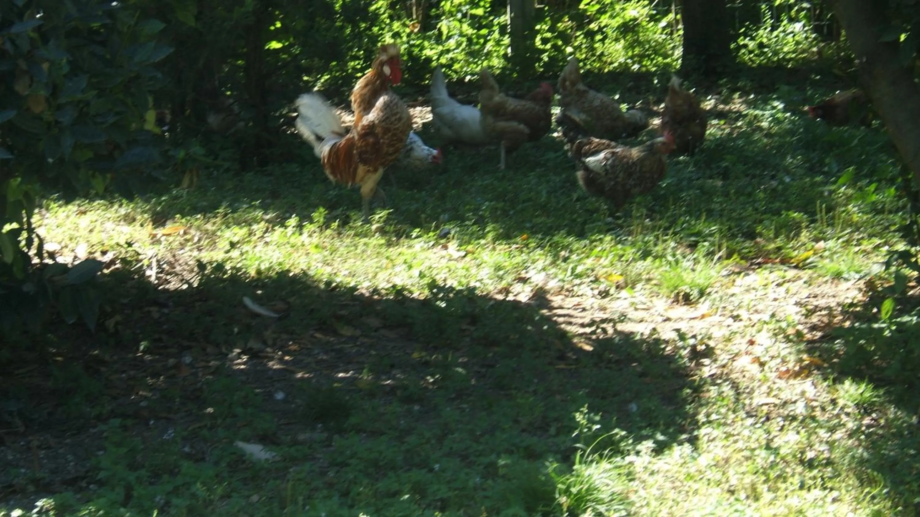 Garden in Locanda Canareggio