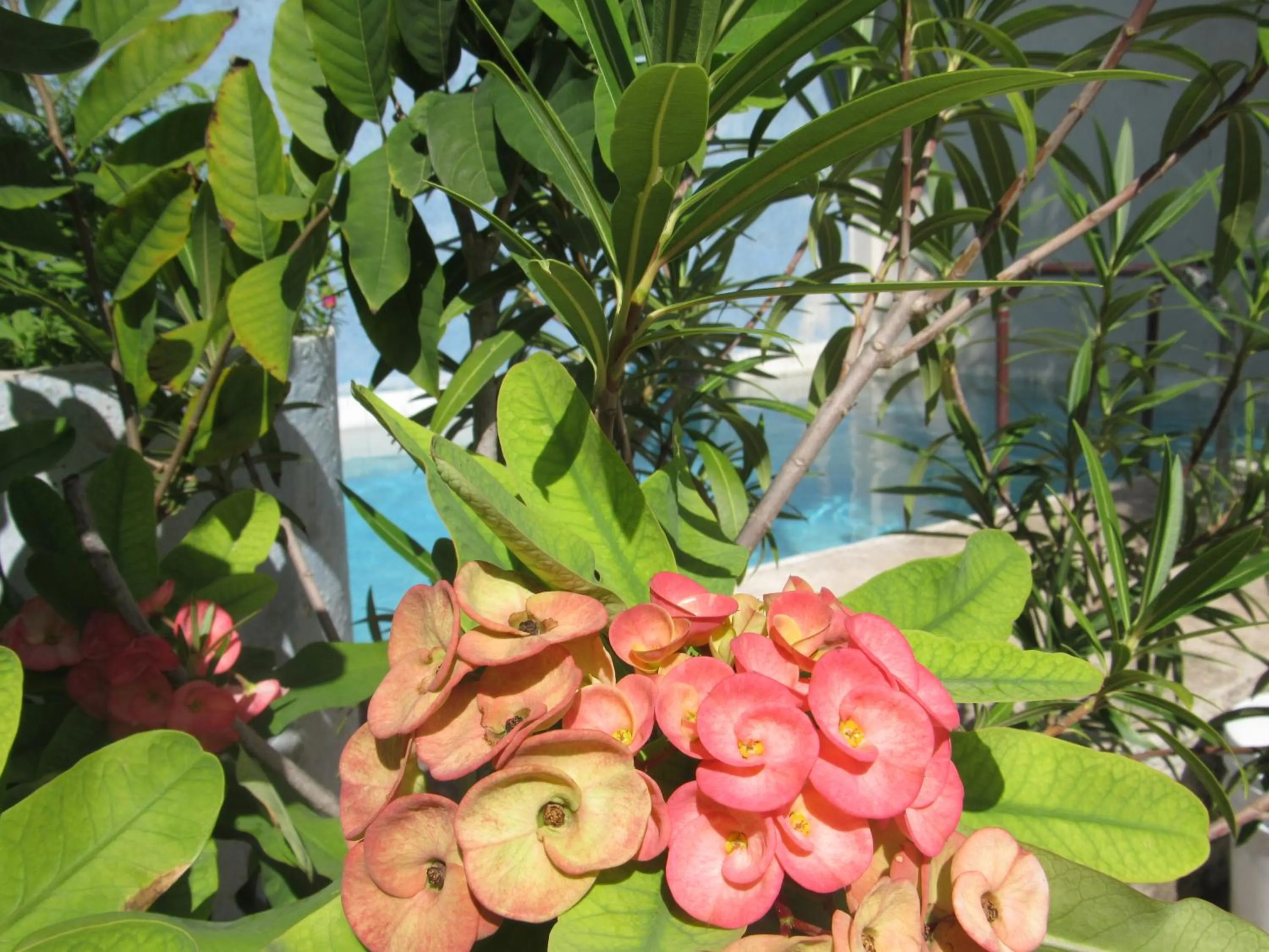 Swimming pool in Blue Coconut Cancun Hotel