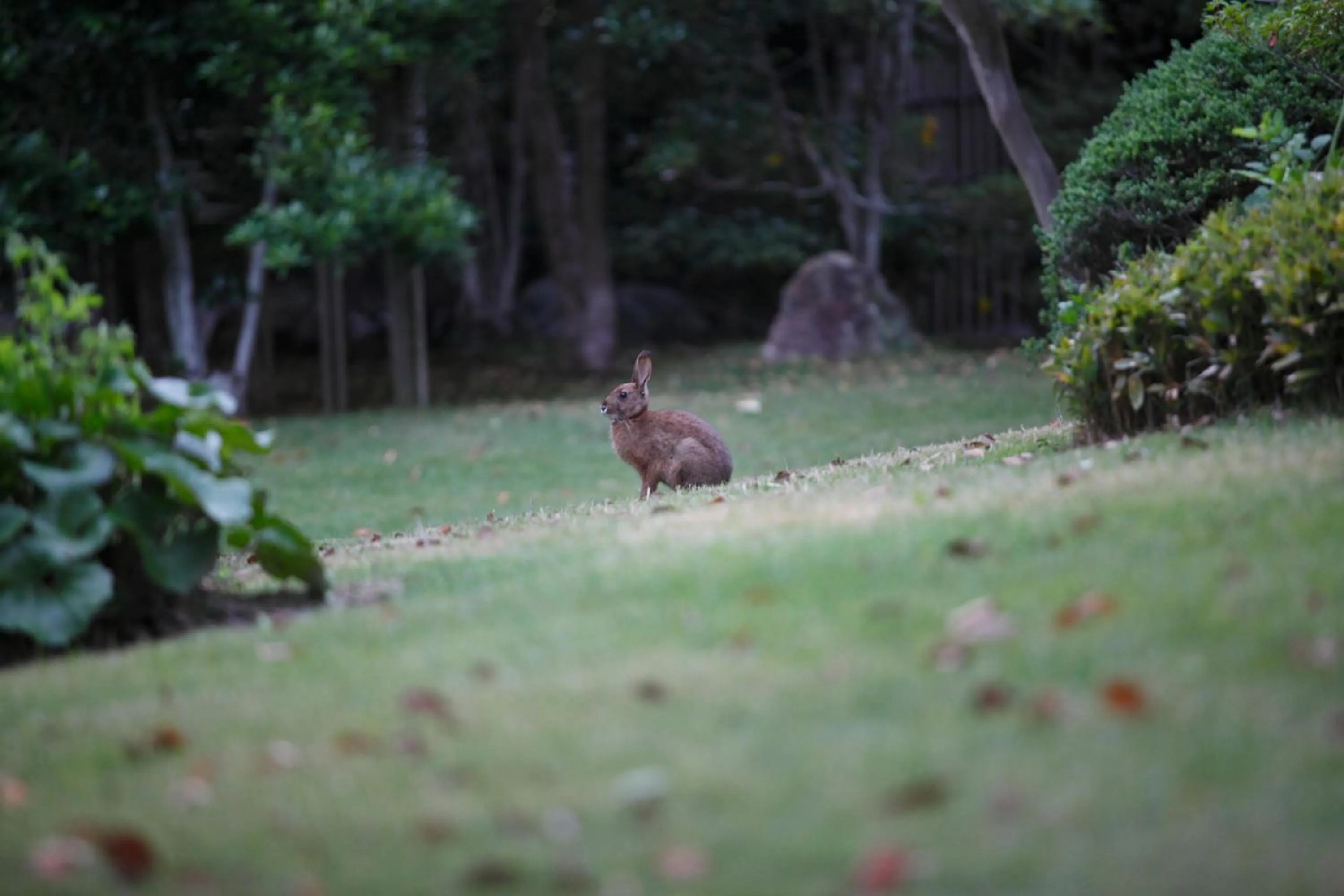 Garden in Yamaha Resort Katsuragi Kitanomaru