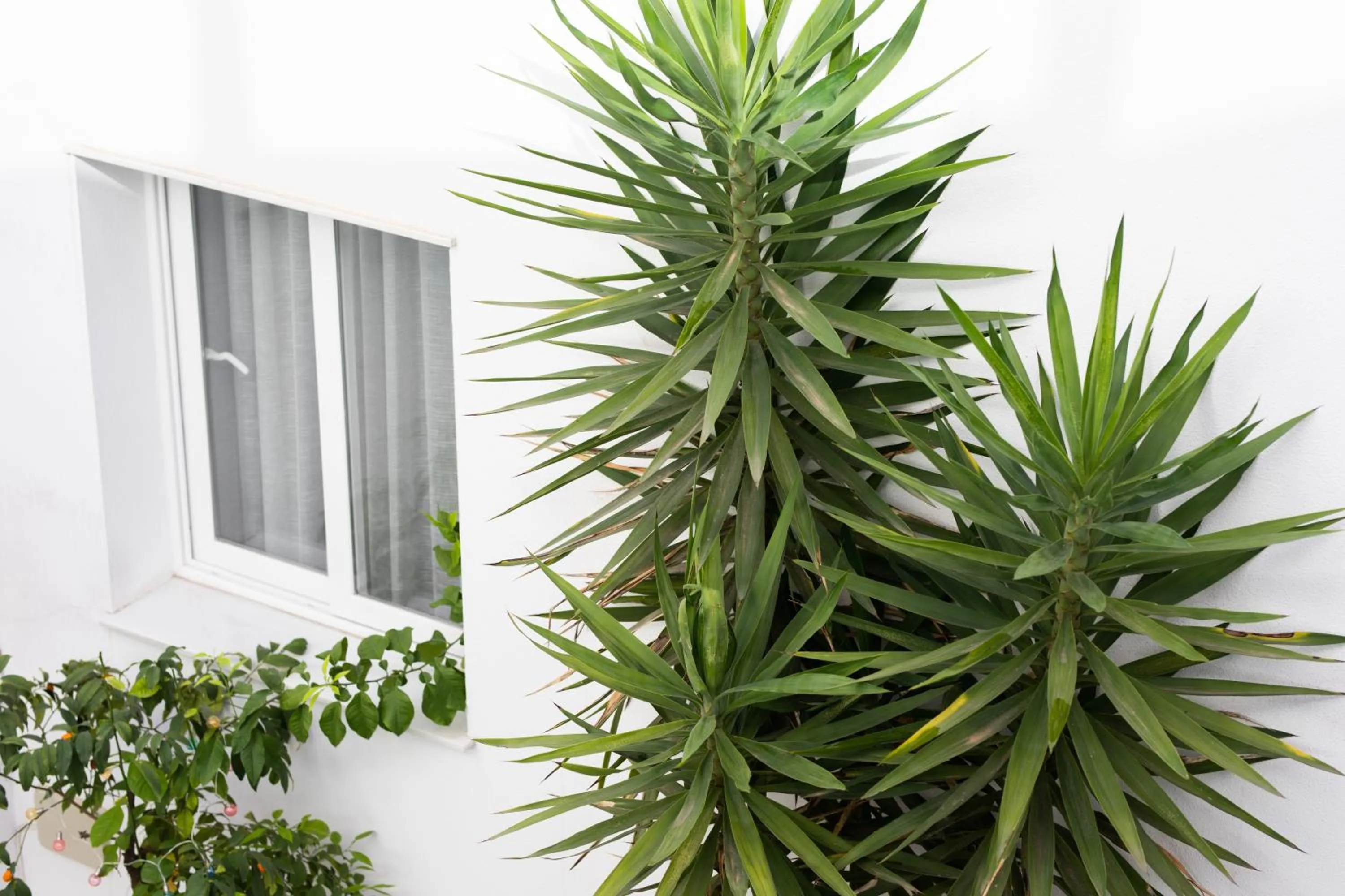 Patio in La Boutique Puerta Osario