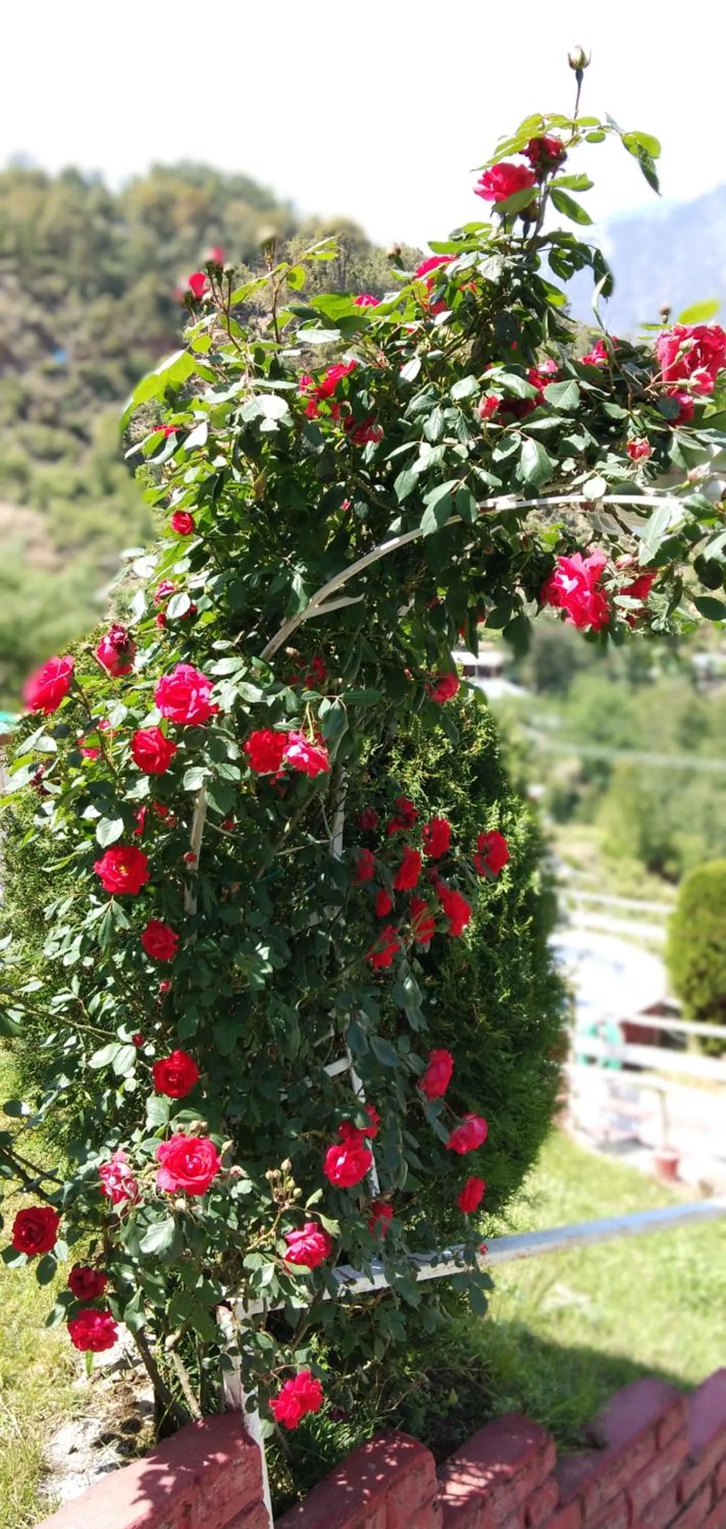 Day in Hotel Victoriya Palace,Mcleod Ganj