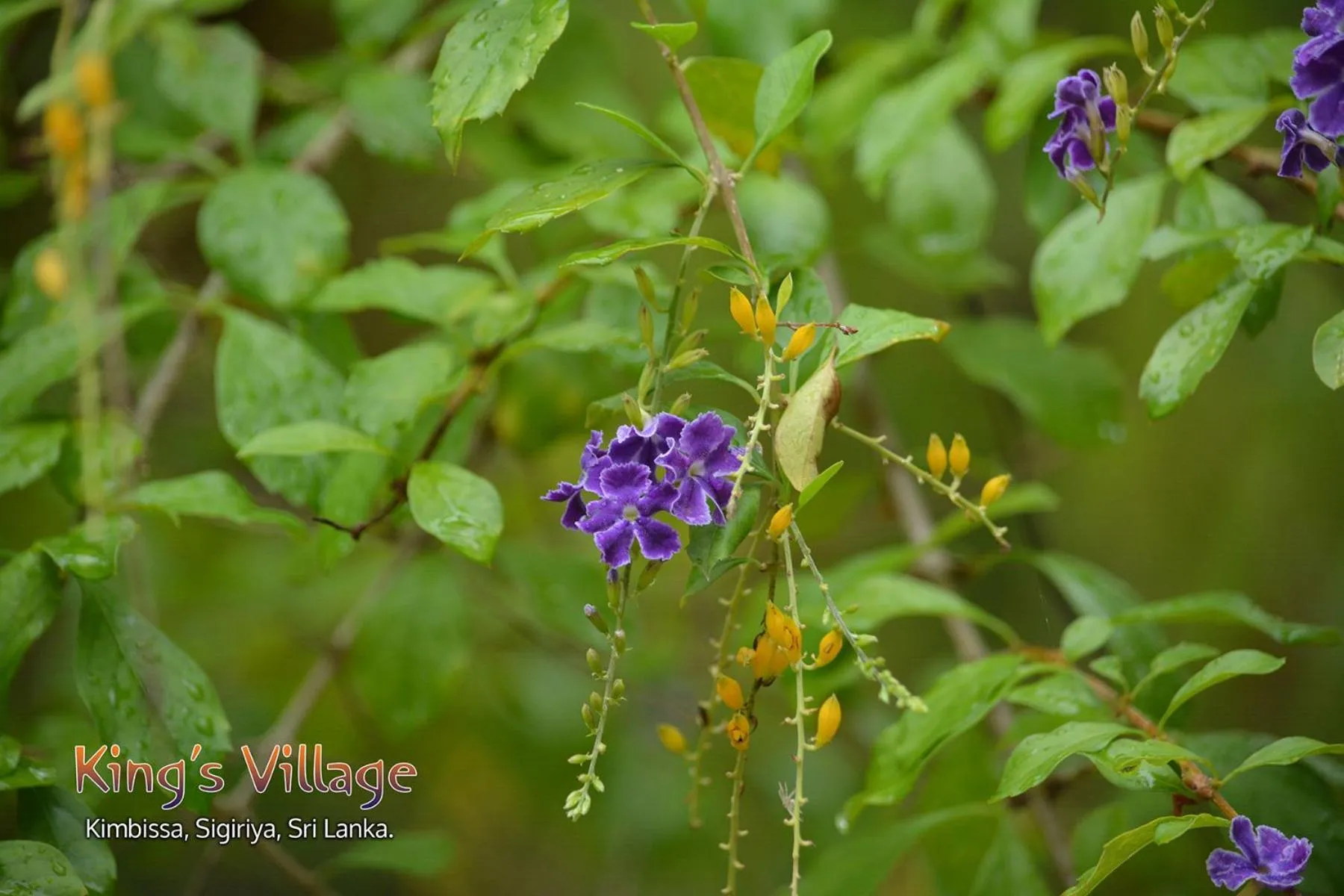 Kings Village Sigiriya