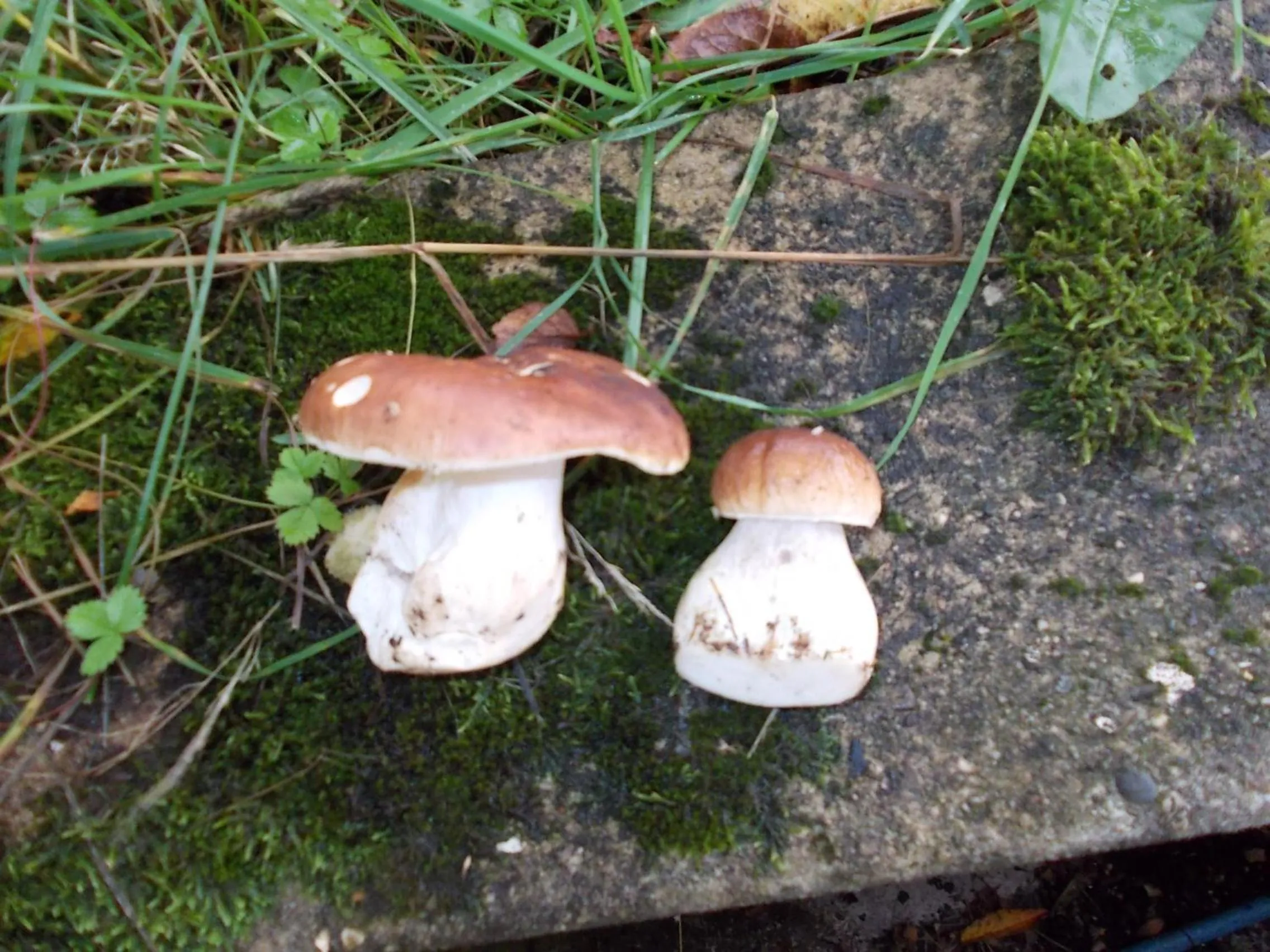 Garden view in Berghotel Glockenberg