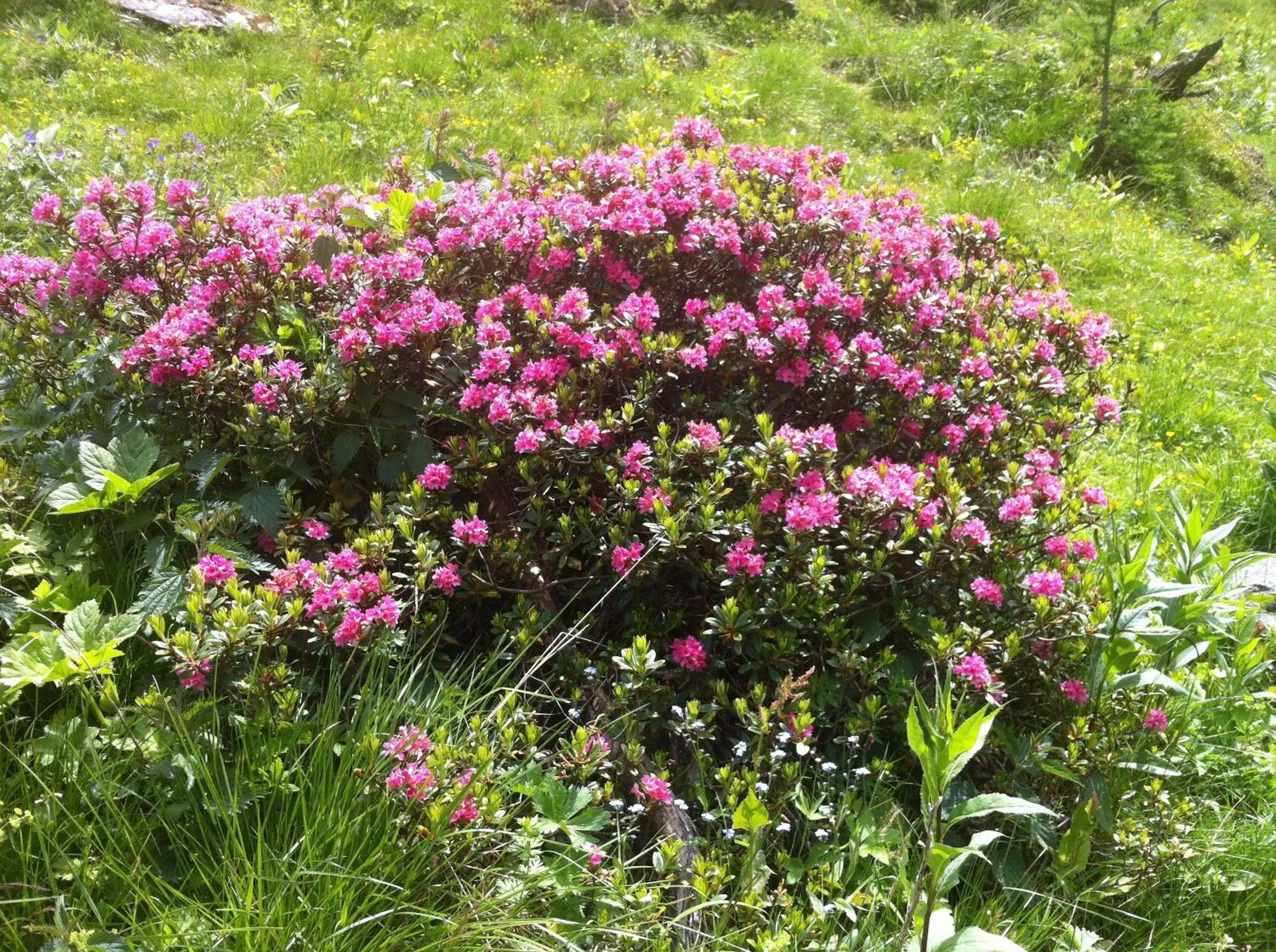 Natural landscape in Ködnitzhof