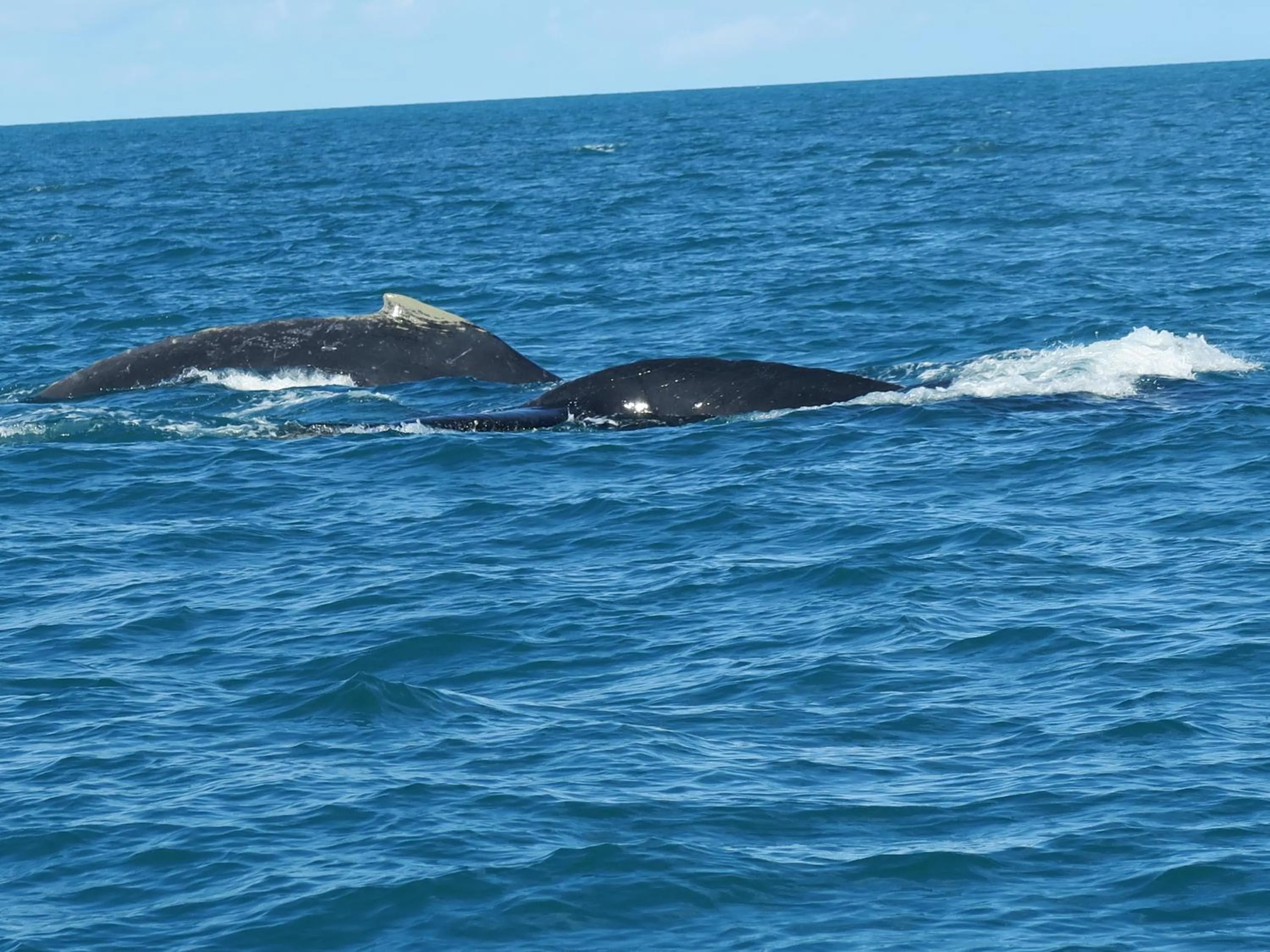 Beach in Hotel Marina Porto Abrolhos