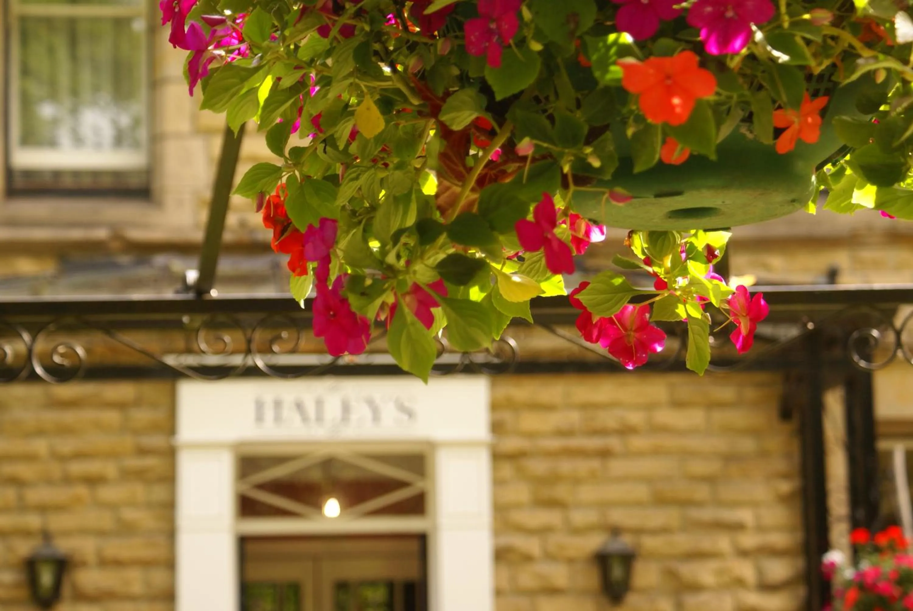 Garden view in Haley's Hotel