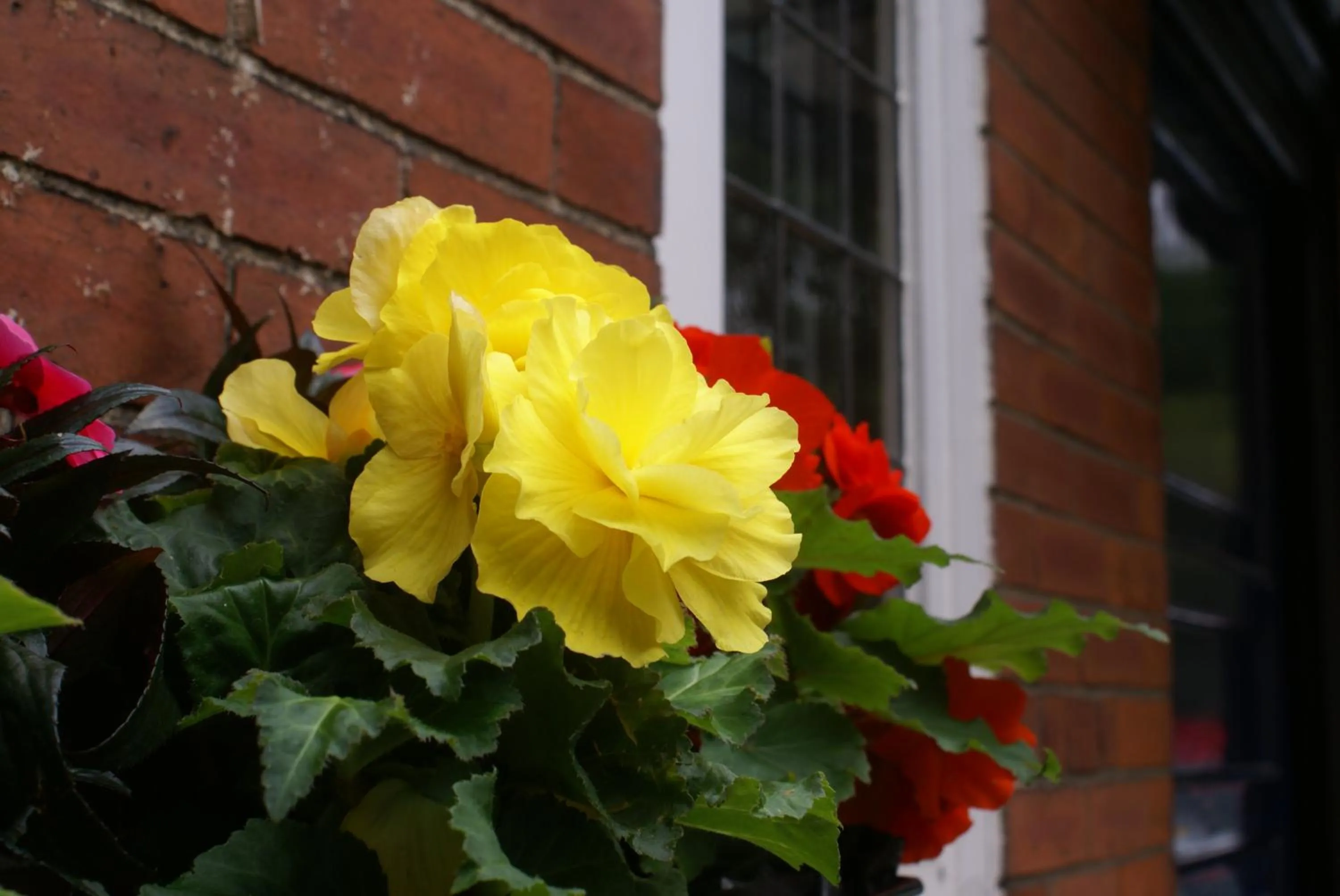 Garden view in Haley's Hotel