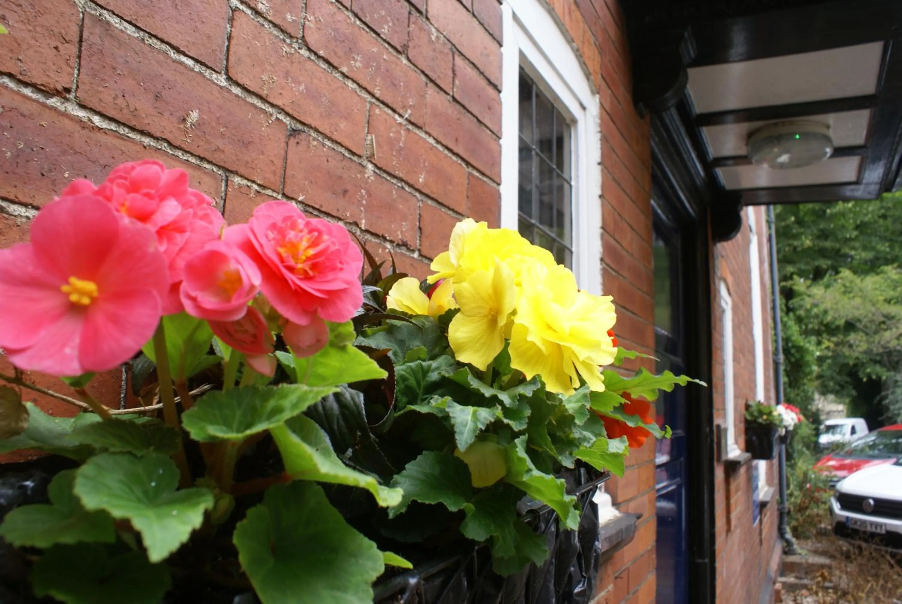 Garden view in Haley's Hotel