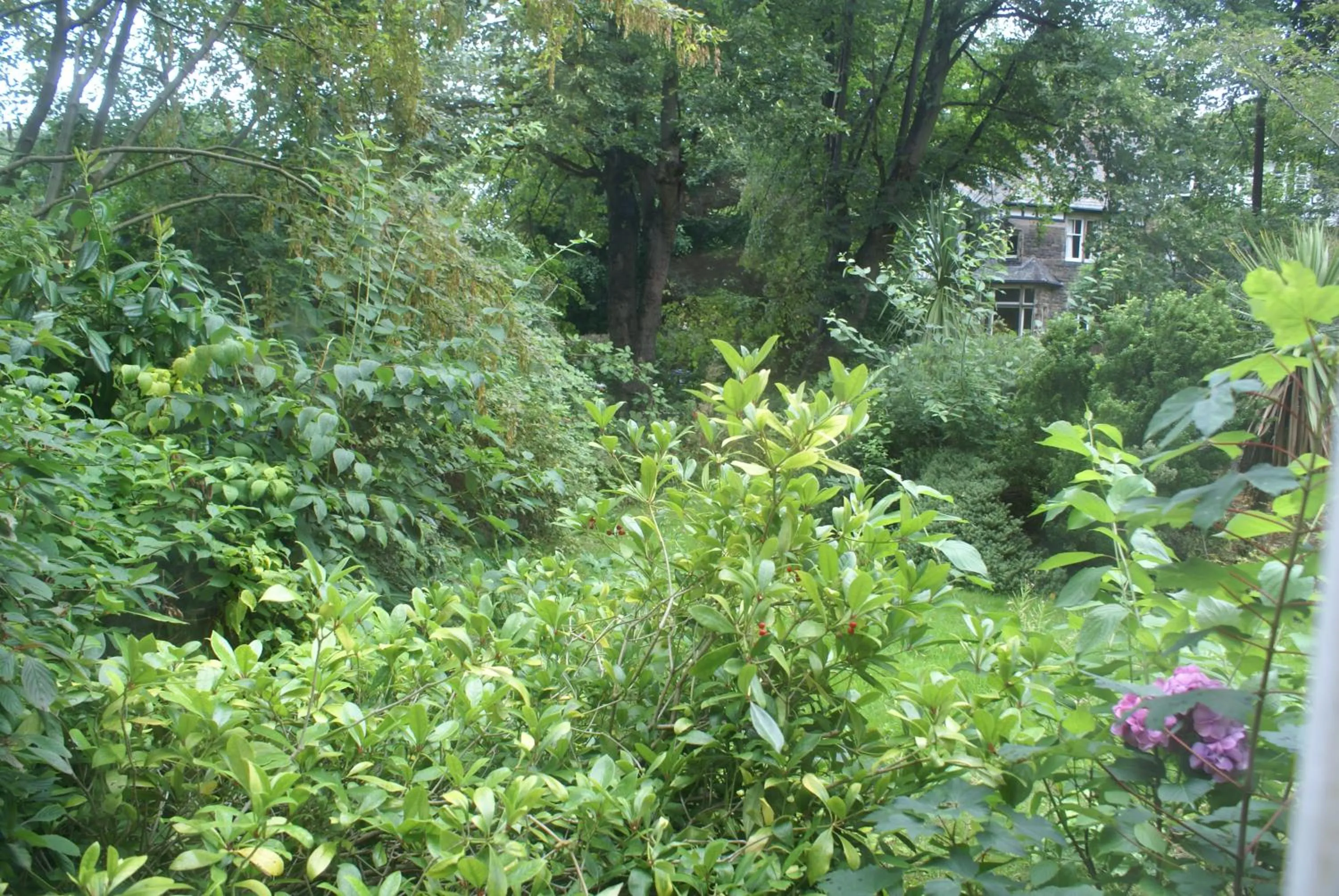 Garden view in Haley's Hotel