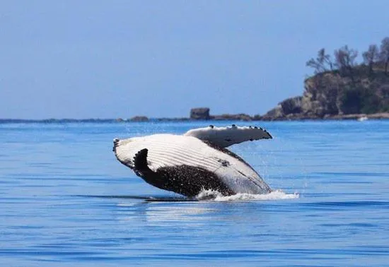 Natural landscape in Huskisson Hotel