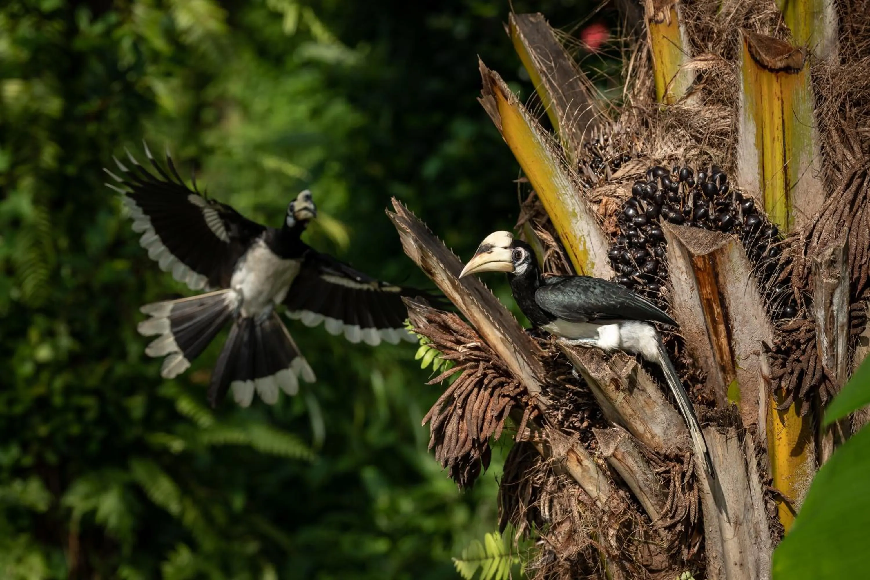 Natural landscape in TreeHouse Villas Koh Yao - Adults Only