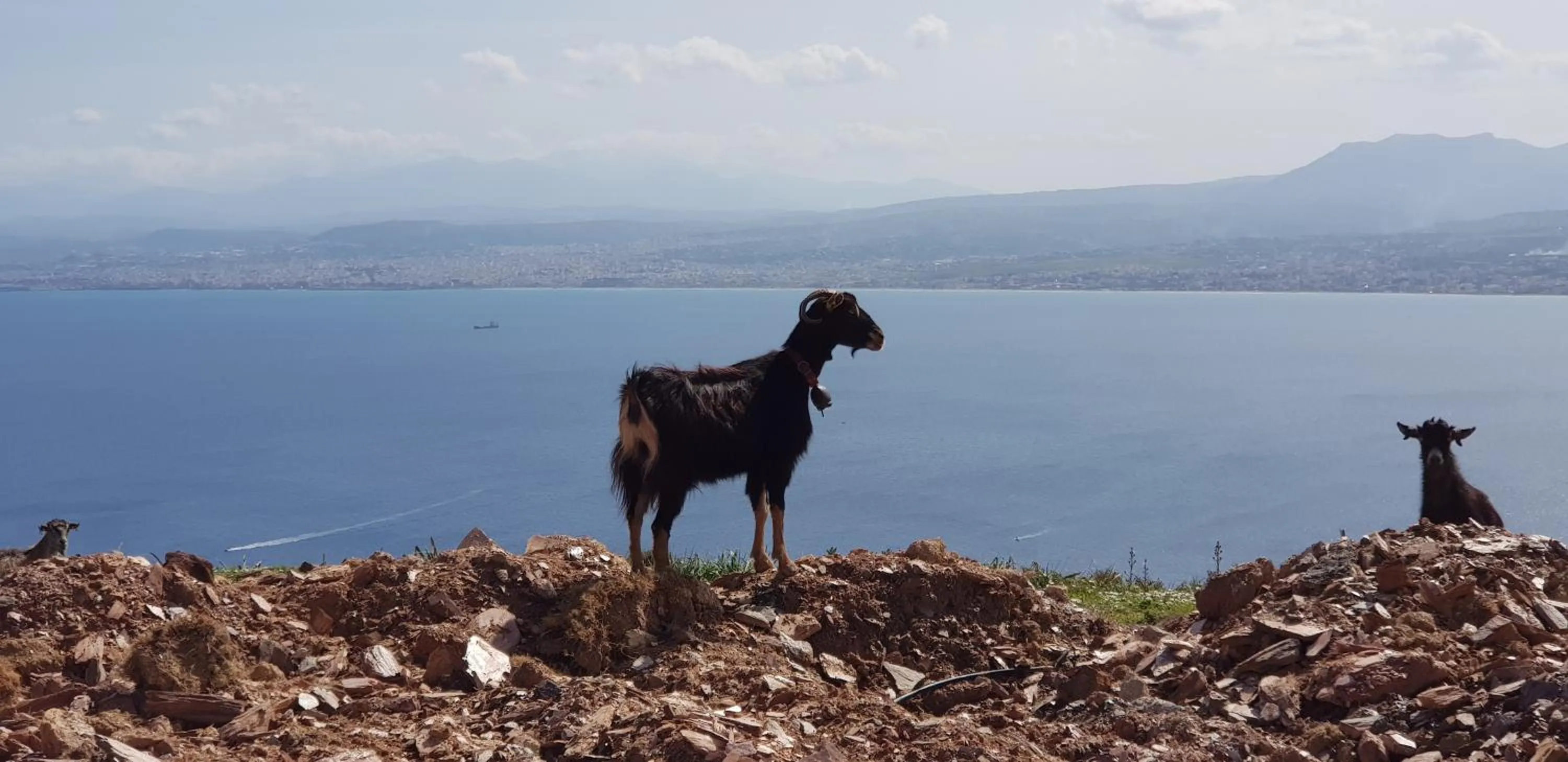 Animals in Ocean Villas Complex