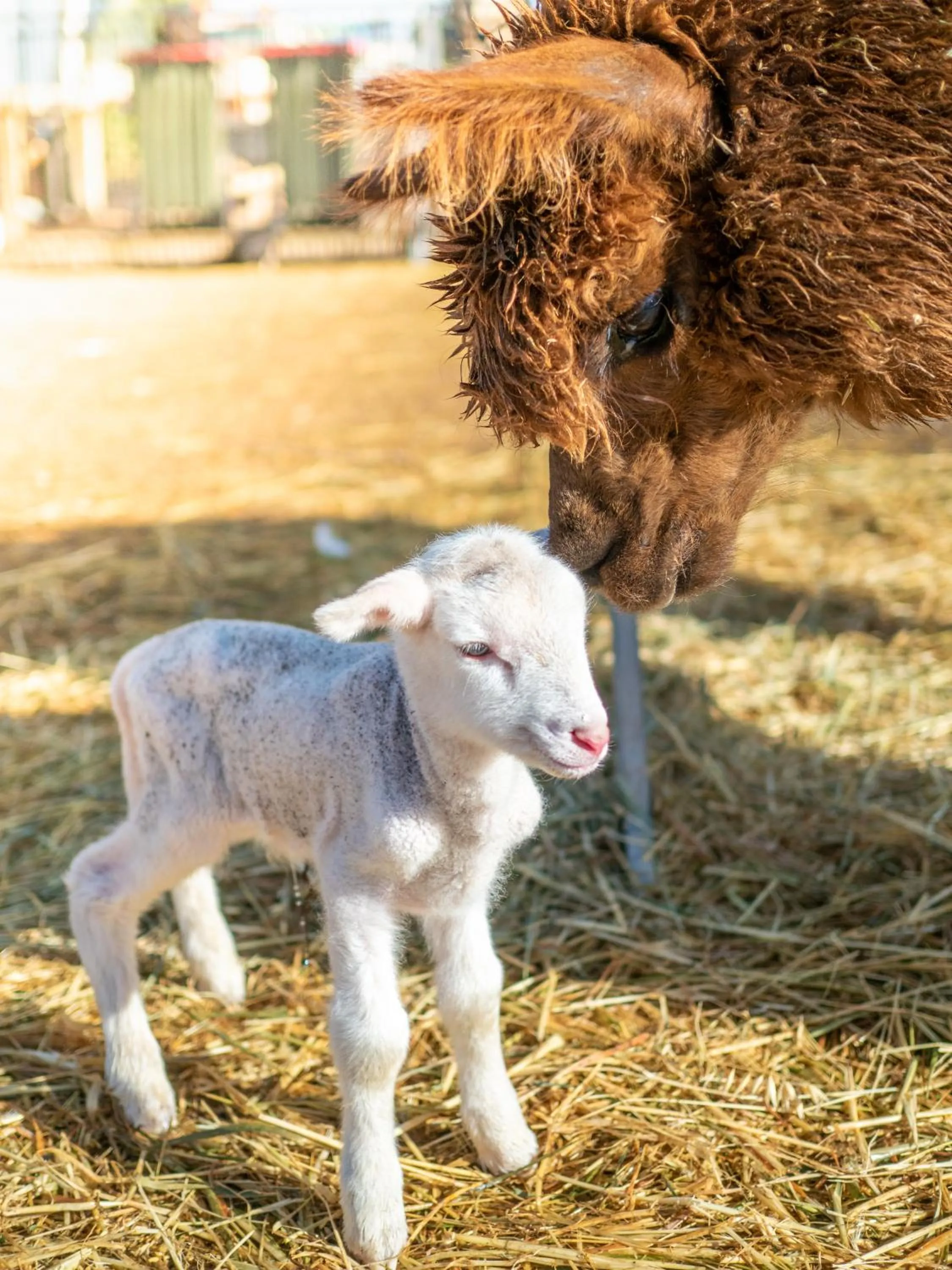 Animals in Wallaroo Holiday Park