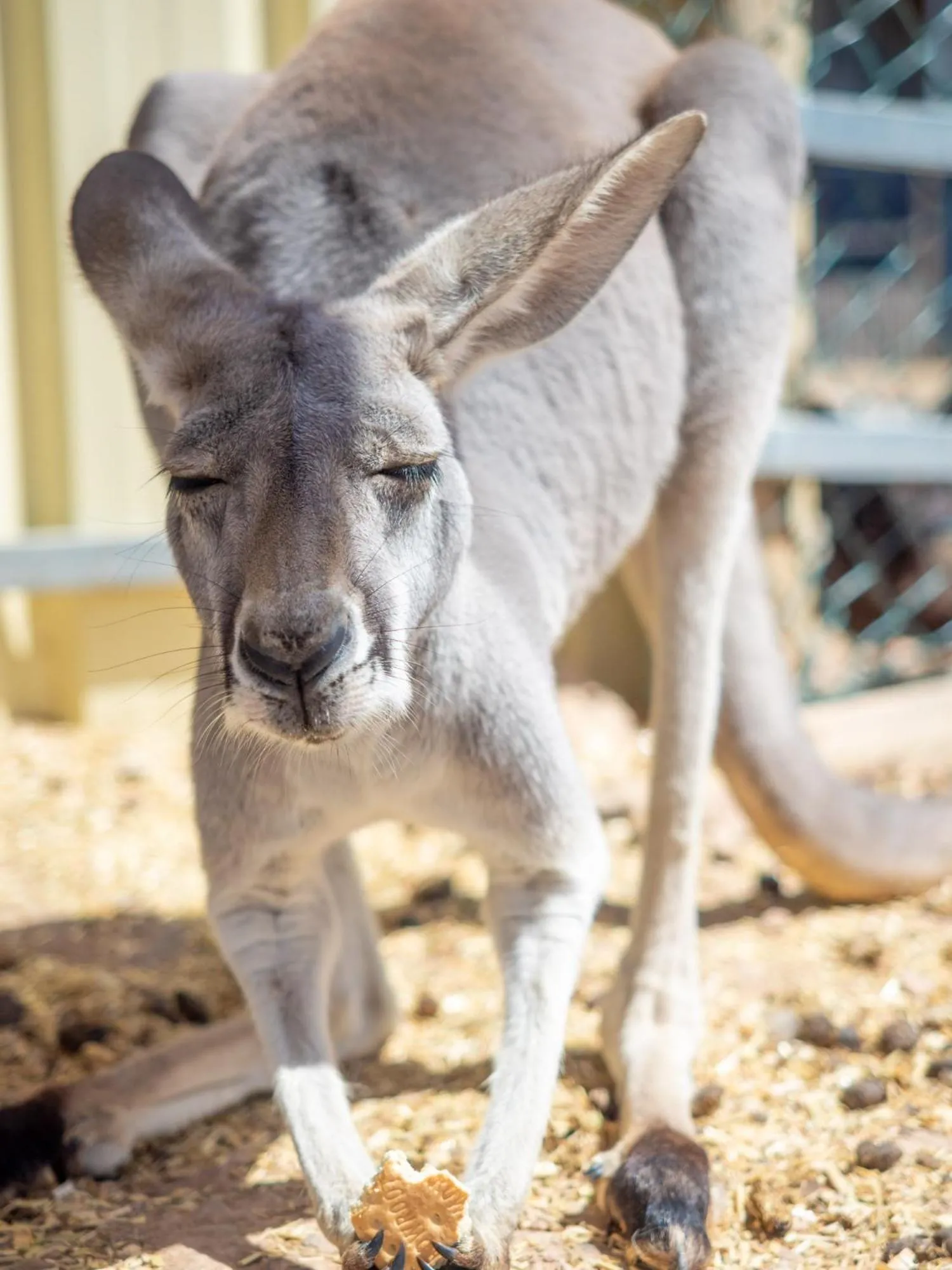 Animals in Wallaroo Holiday Park