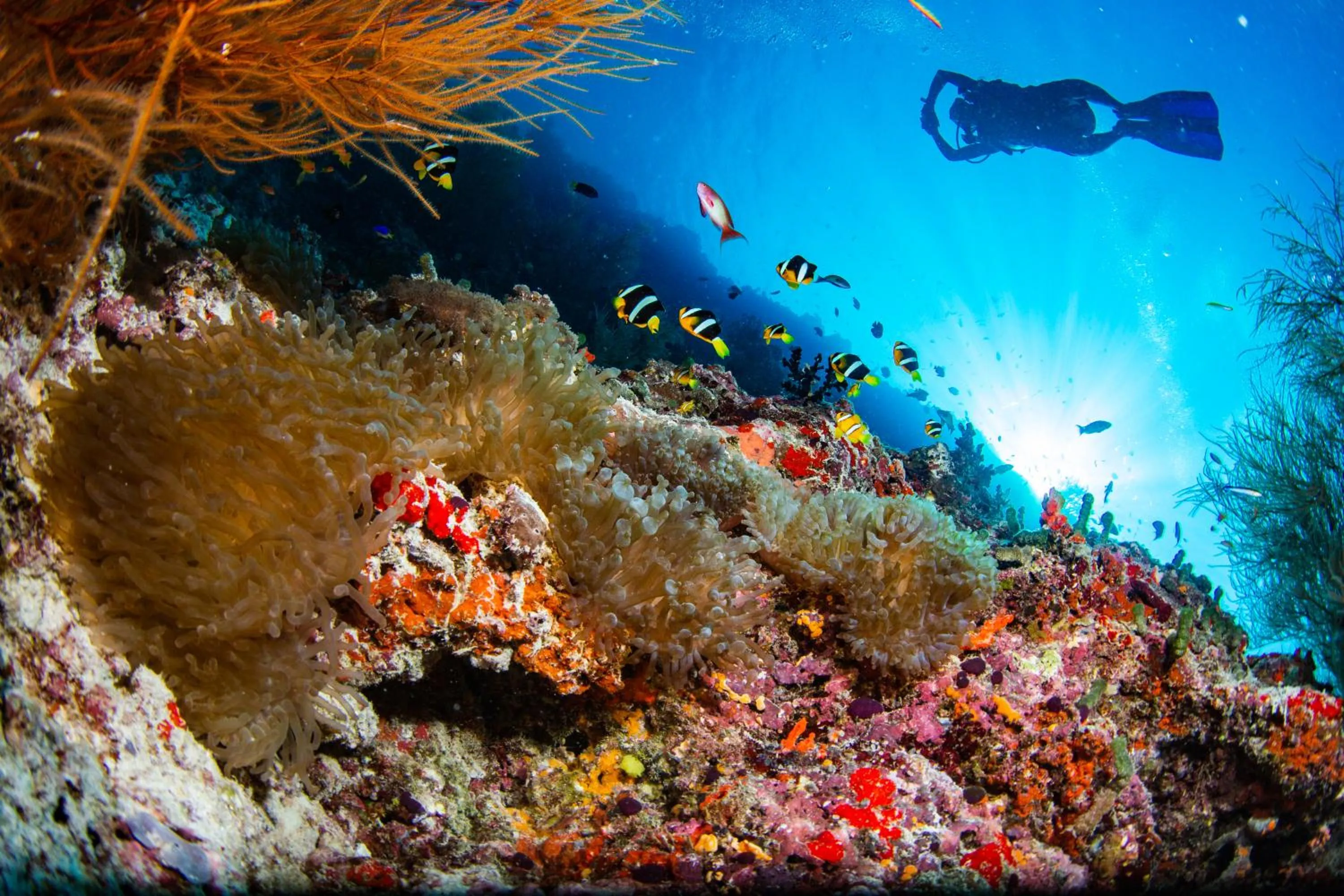 Diving in Noku Maldives, Vignette Collection by IHG