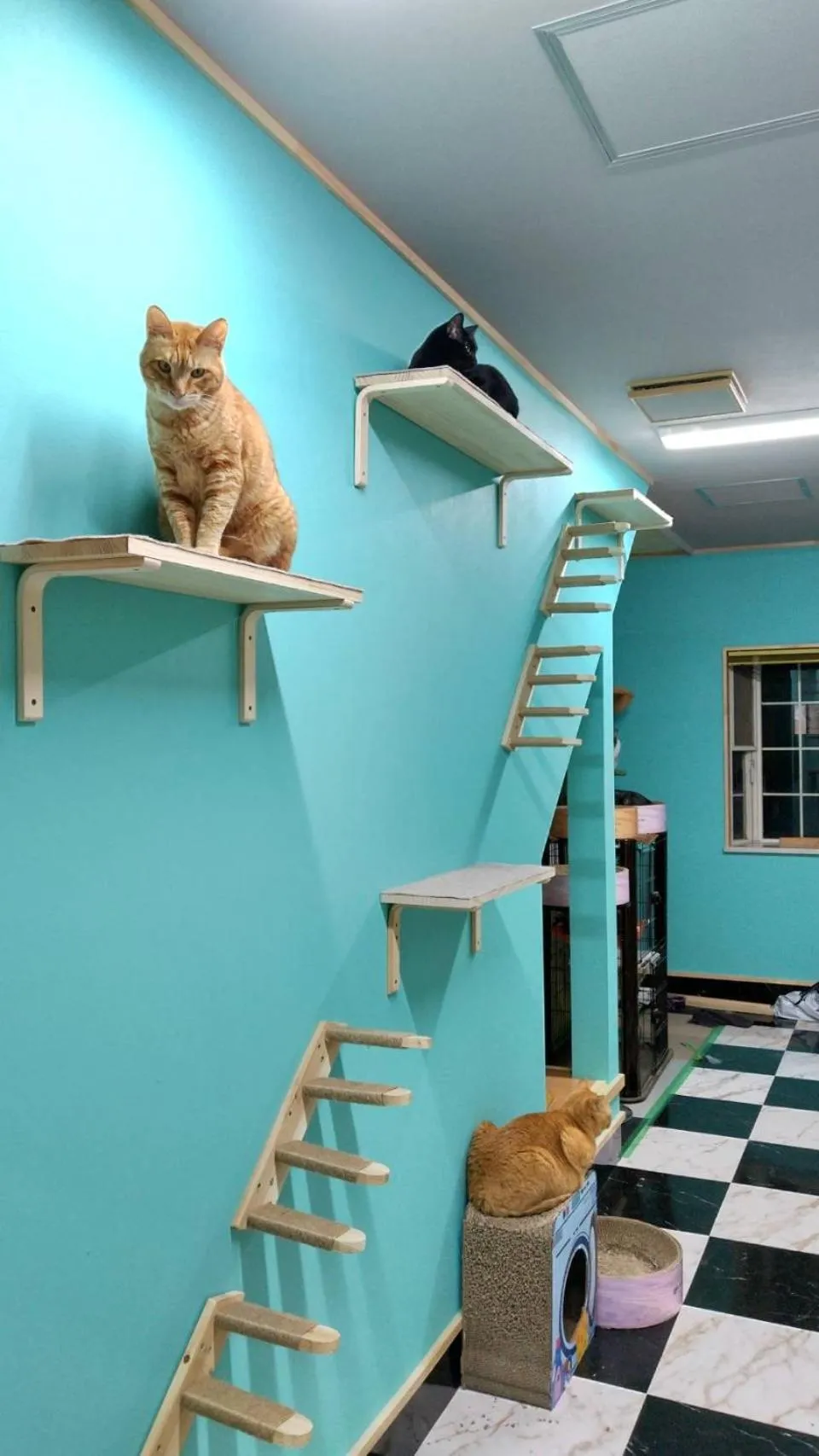 Animals in Tama Hotel