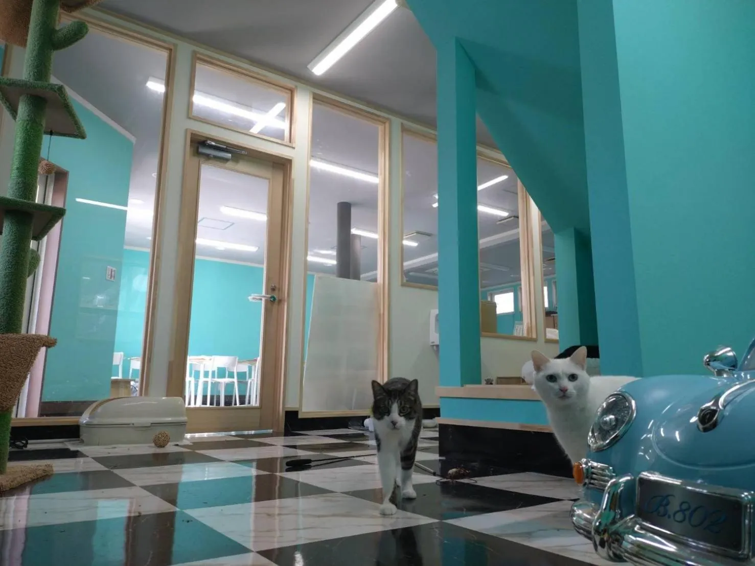 Animals in Tama Hotel