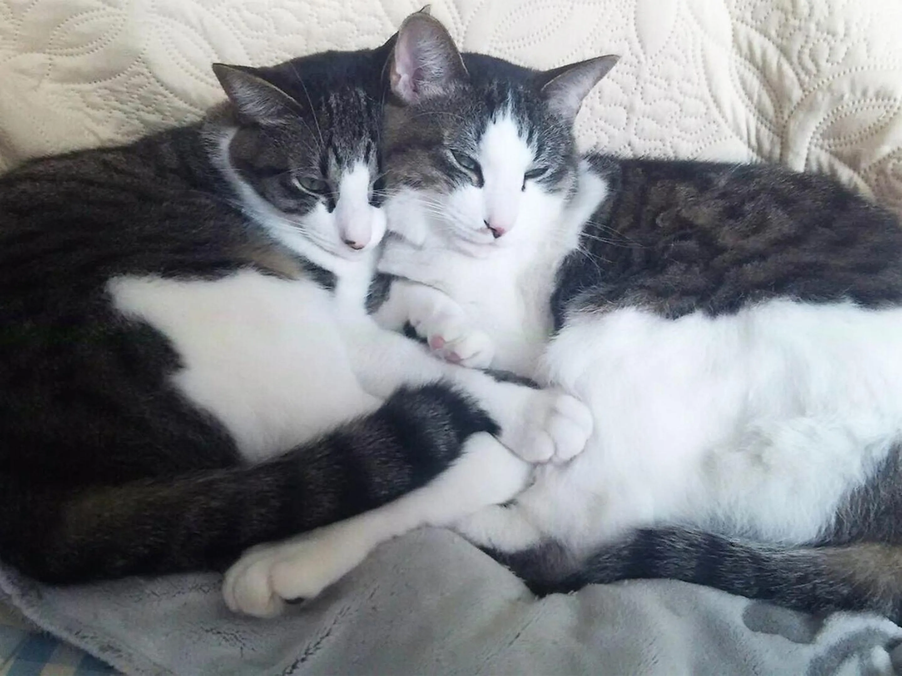 Animals in Tama Hotel