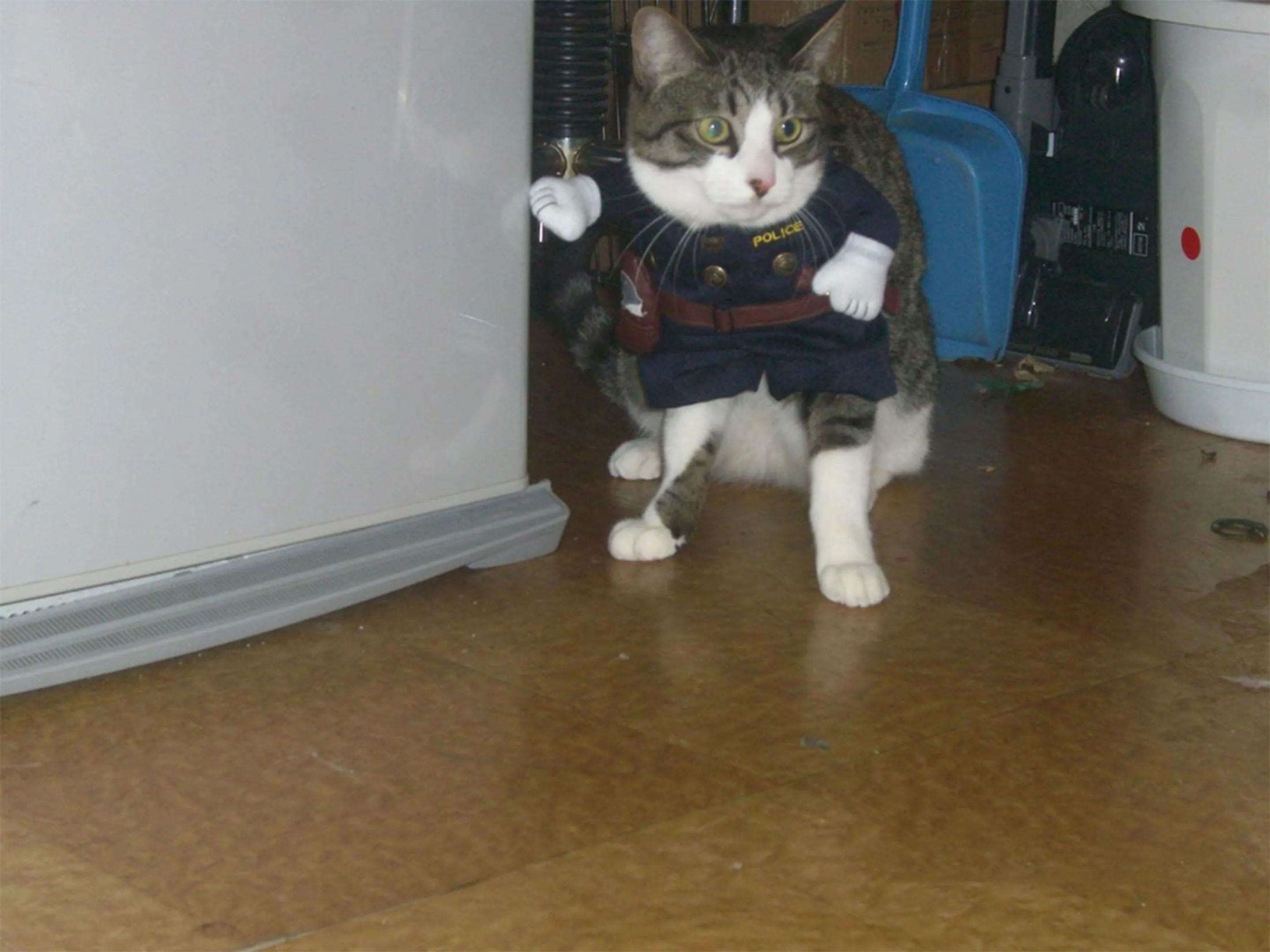 Animals in Tama Hotel