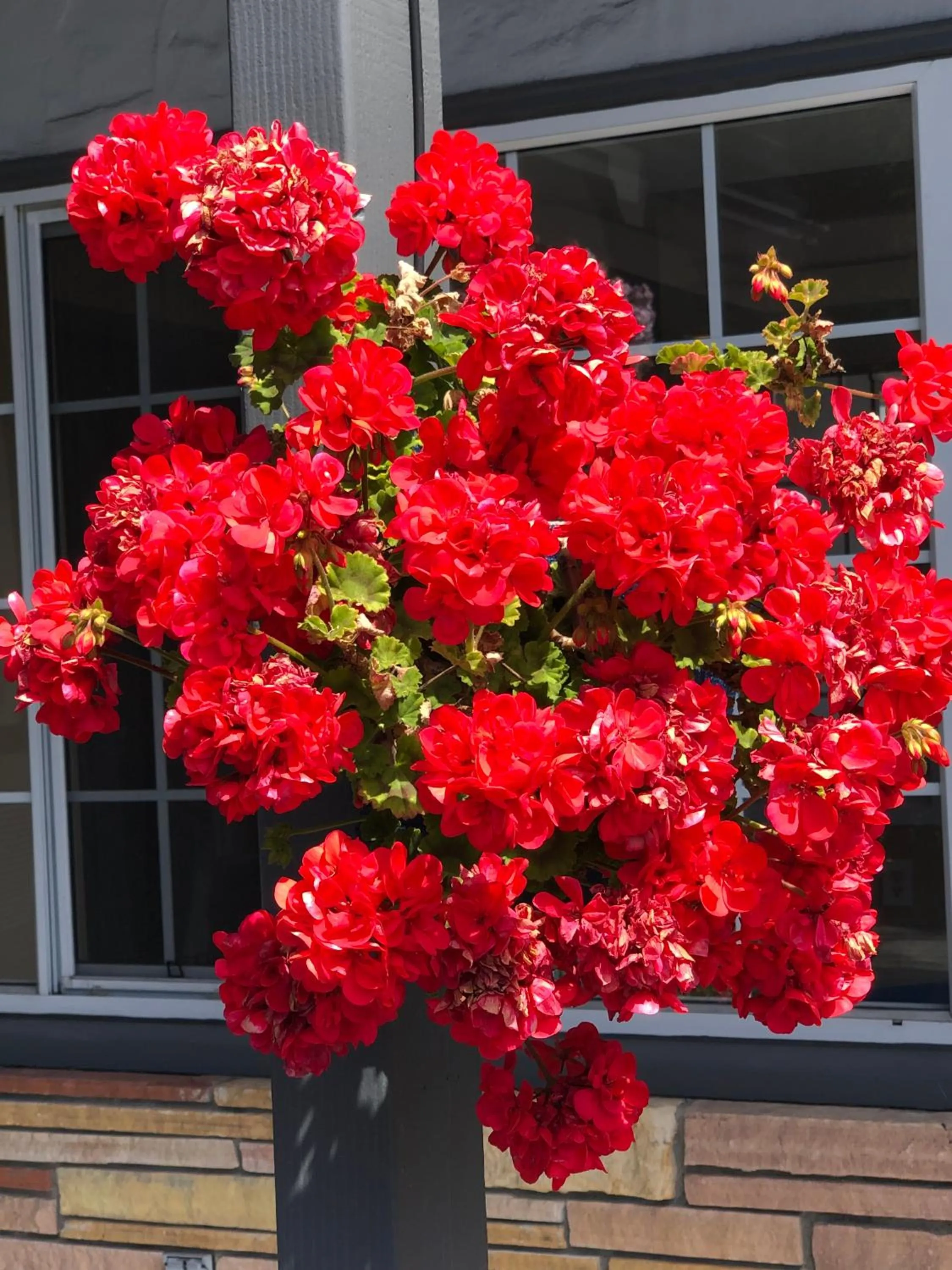 Garden in Blu Pacific Hotel