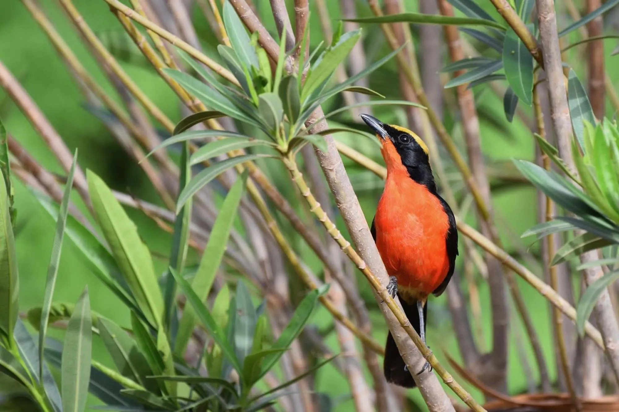 Les Manguiers de Guereo