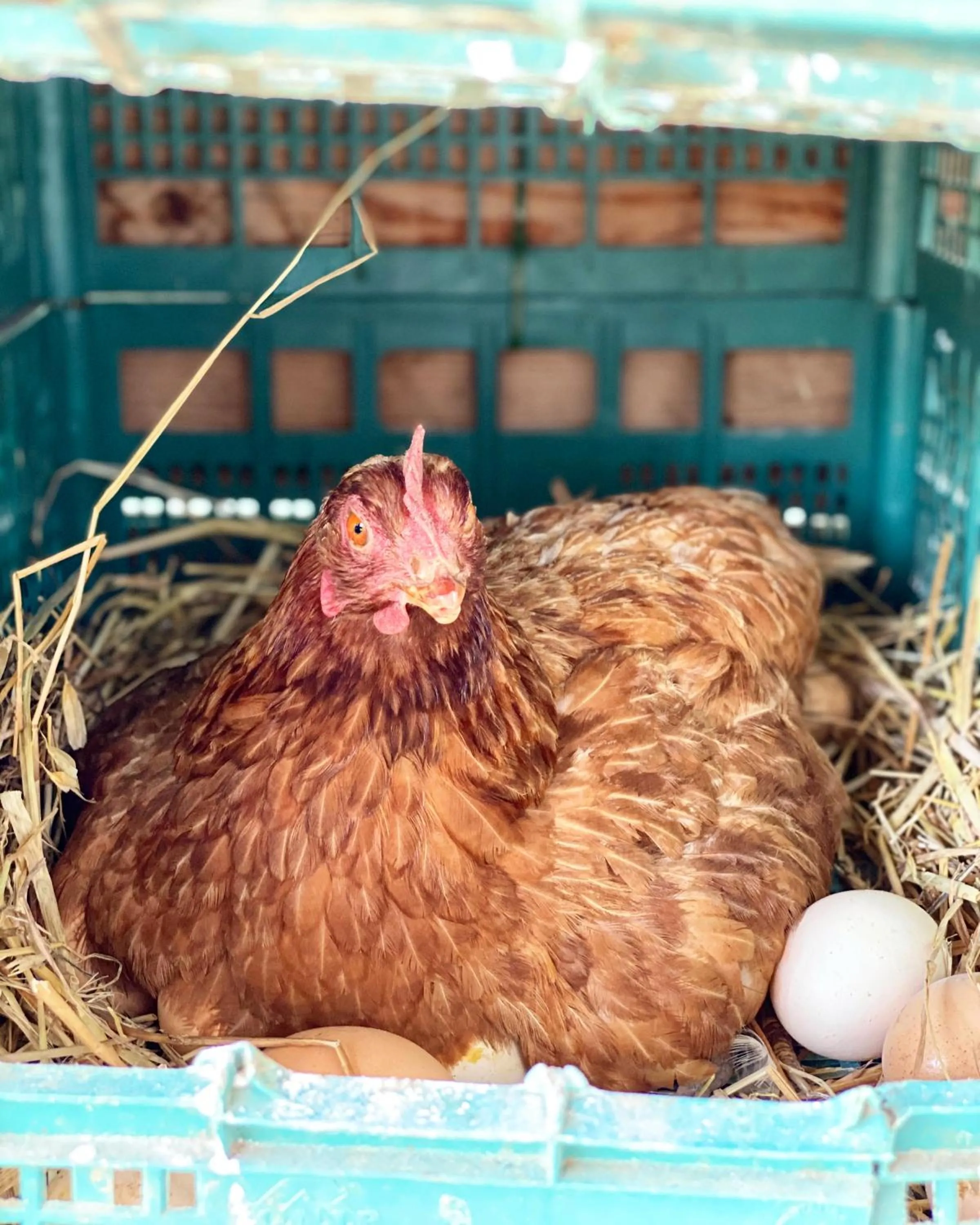 Agriturismo Il Riccio