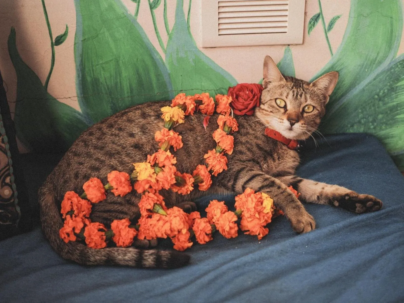 Pets in Blue Eye Hostel