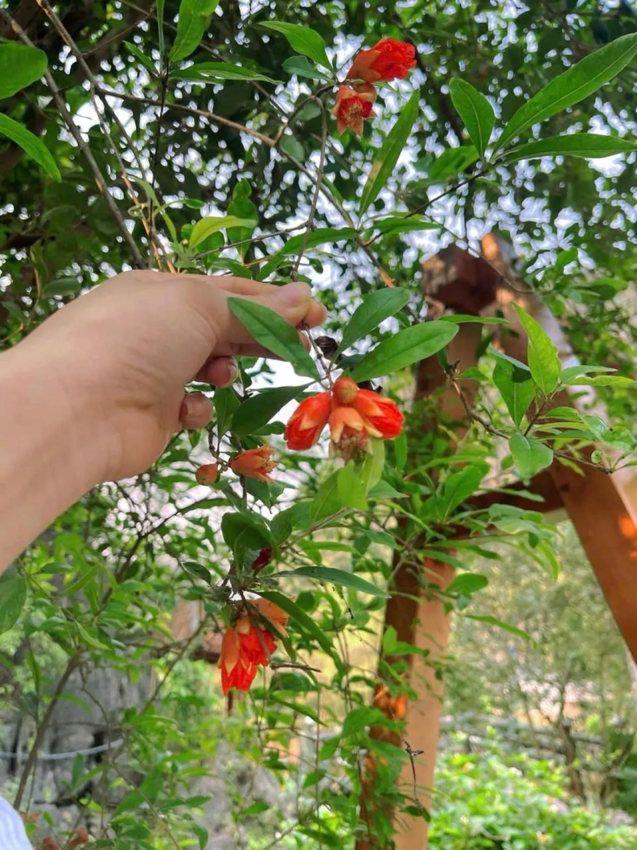 Garden in Trang An Heritage Garden