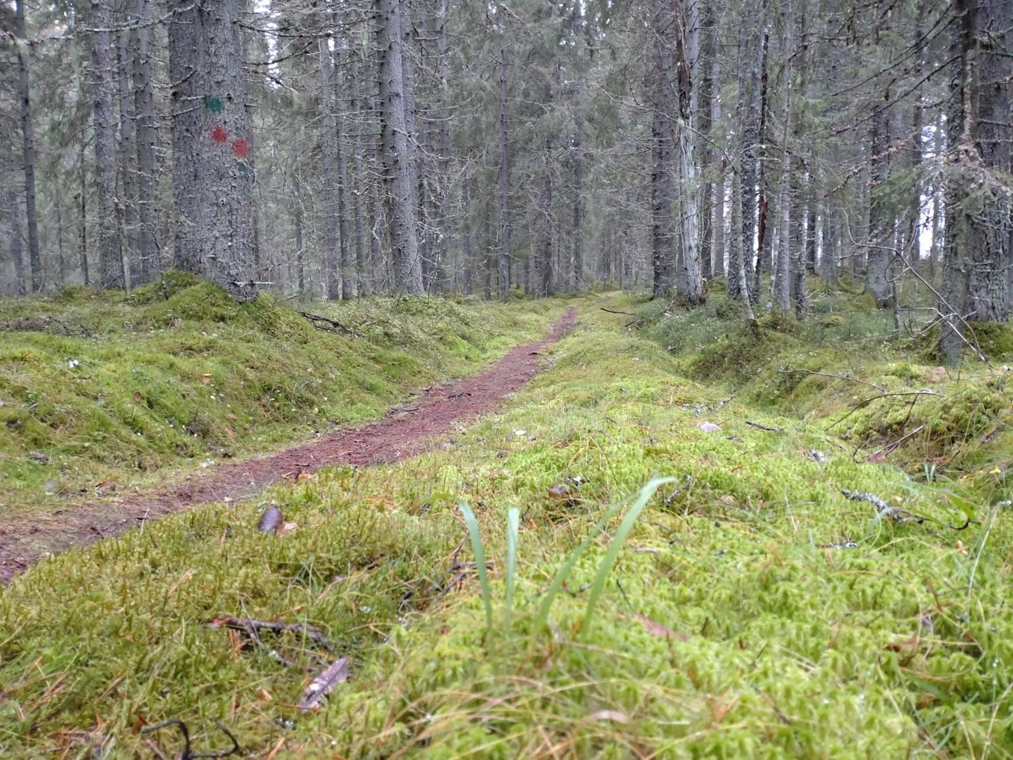 Natural landscape in Original Sokos Hotel Koljonvirta