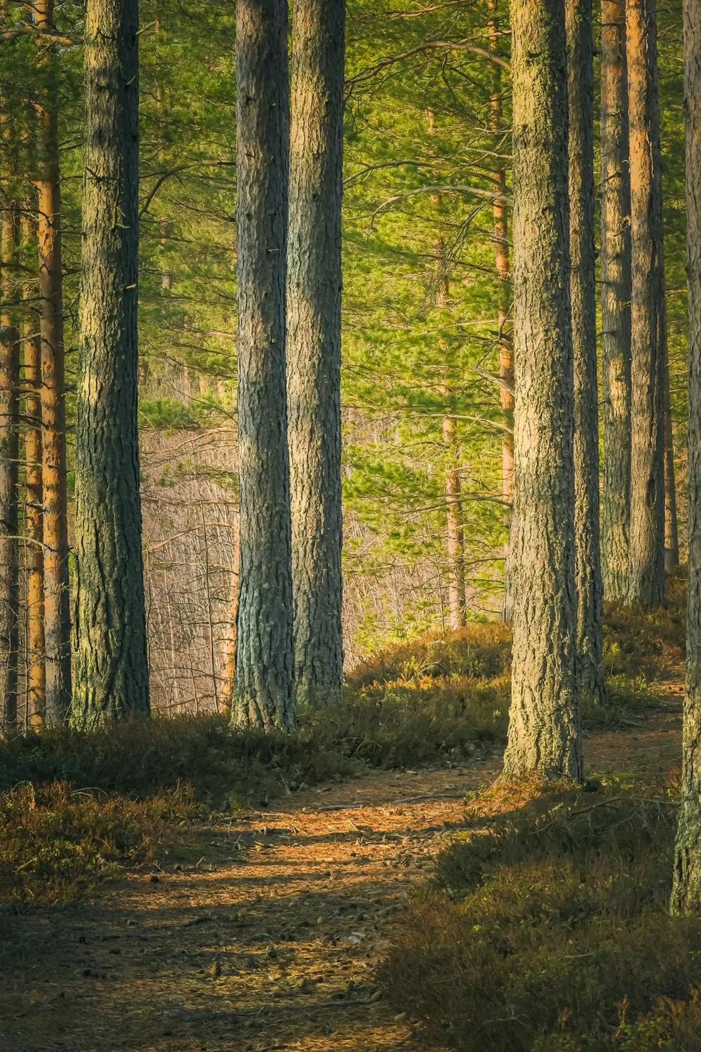 Autumn in Original Sokos Hotel Koljonvirta