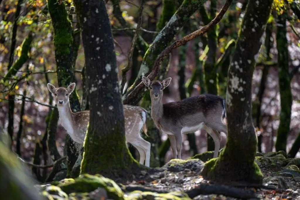 Bourazani Wild Life Resort
