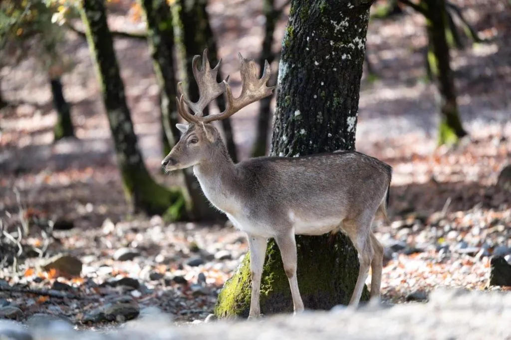 Animals in Bourazani Wild Life Resort