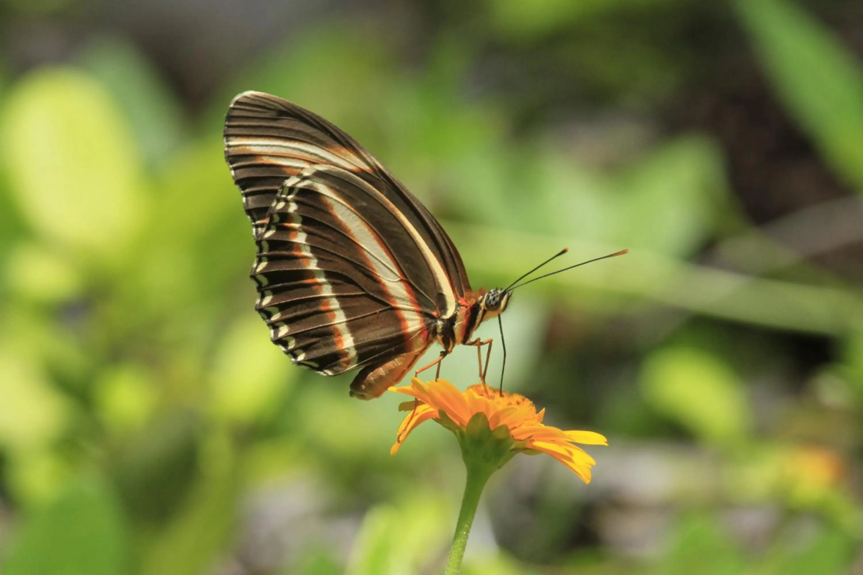 Animals in Hotel Karapitangui