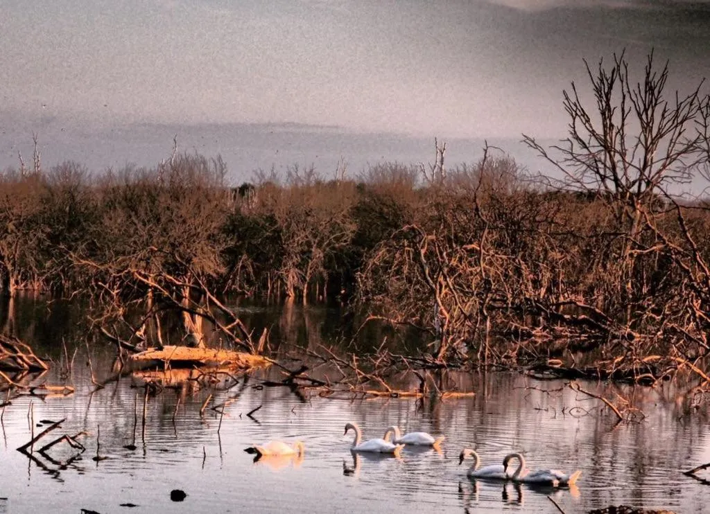 Animals in Jagdschloss Kotelow
