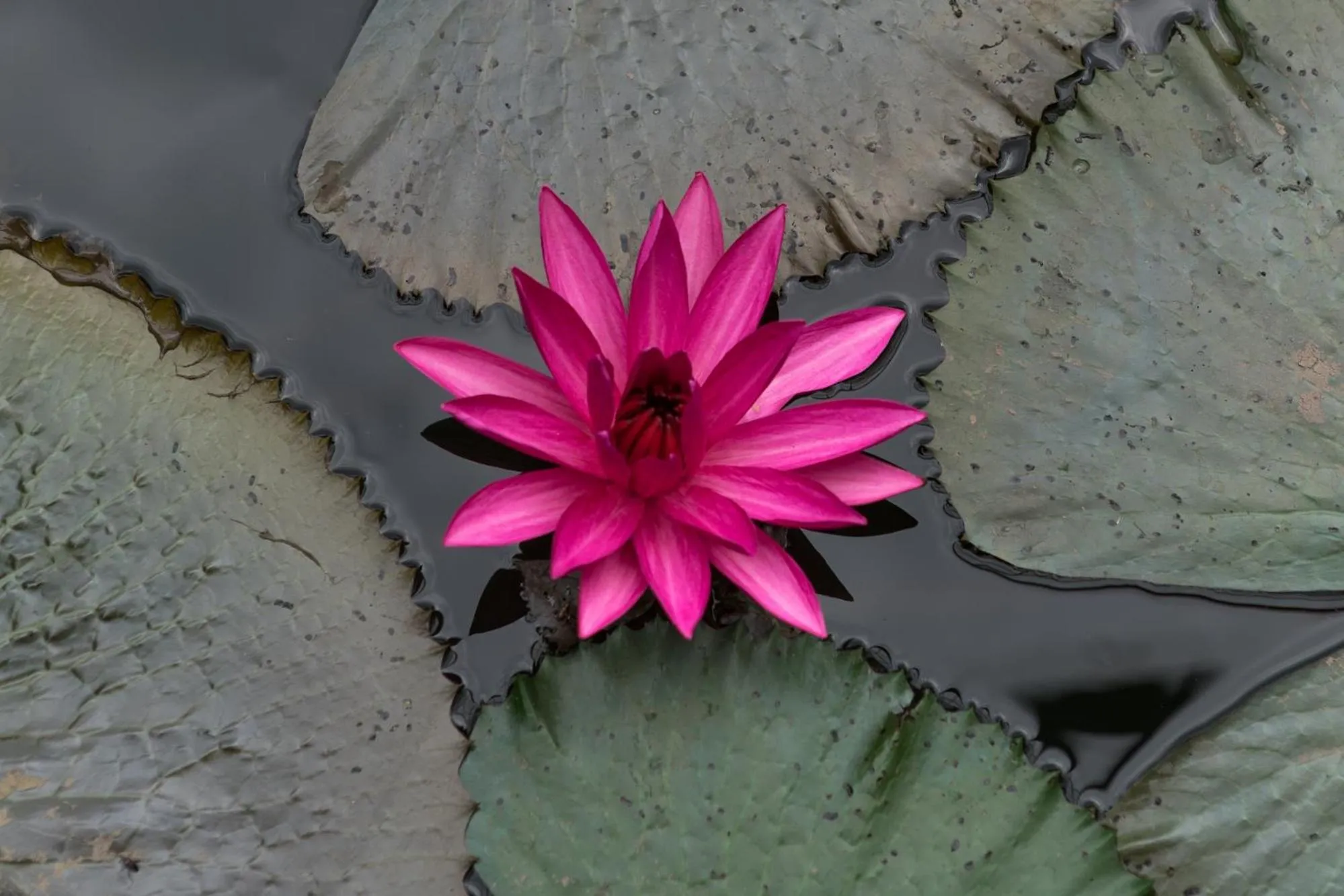 Garden in Maison Dalabua
