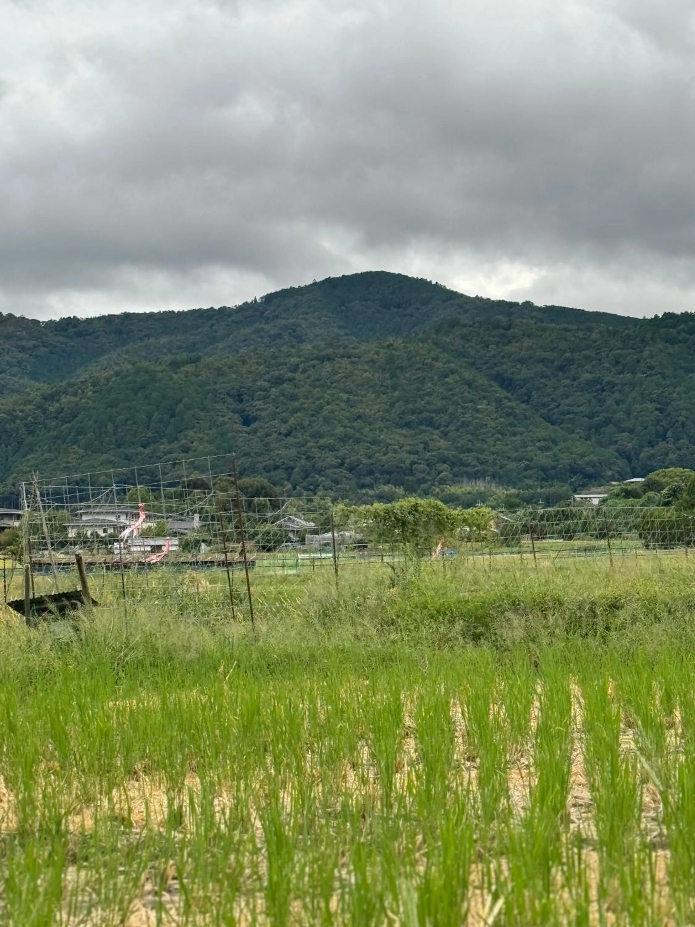 京町家-椿庵Kyomachiya-Tsubakian