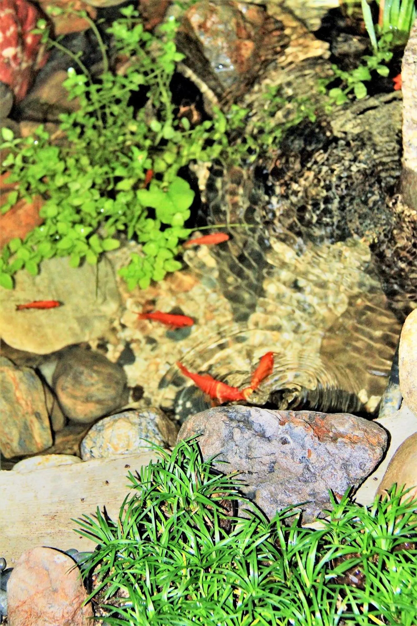 Other in 京町家-椿庵Kyomachiya-Tsubakian