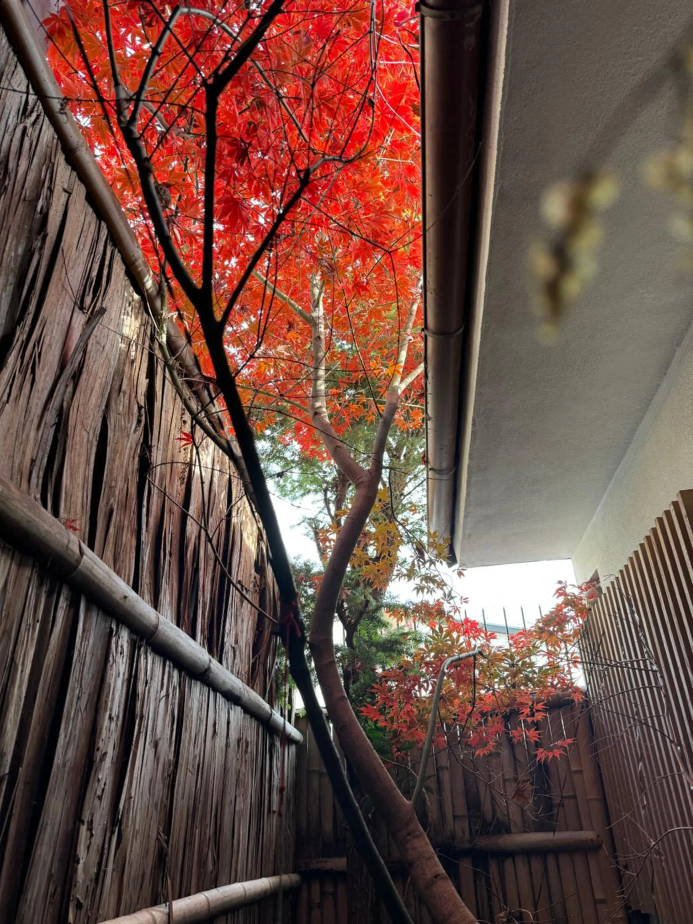 京町家-椿庵Kyomachiya-Tsubakian