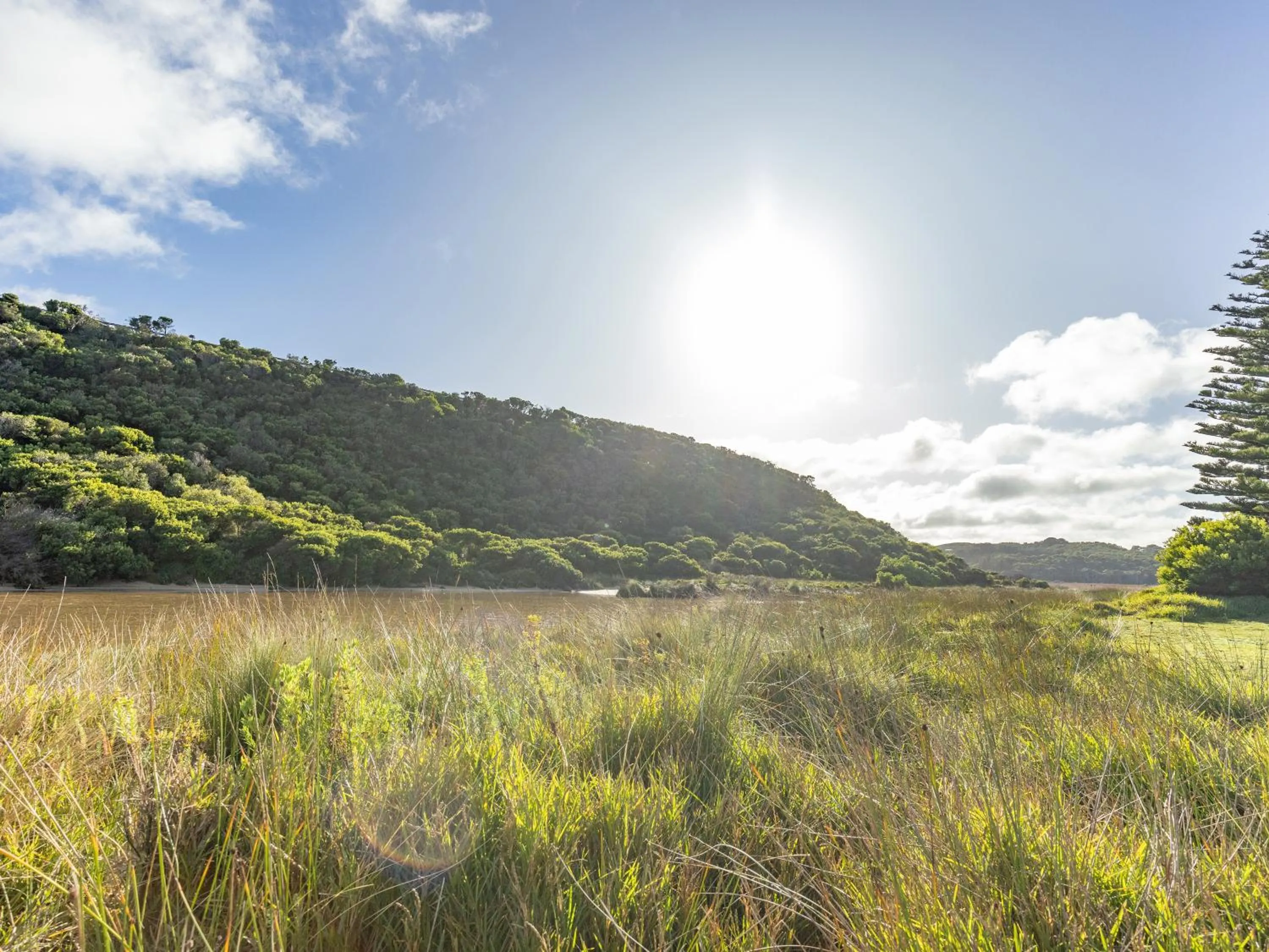 Natural landscape in NRMA Port Campbell Holiday Park