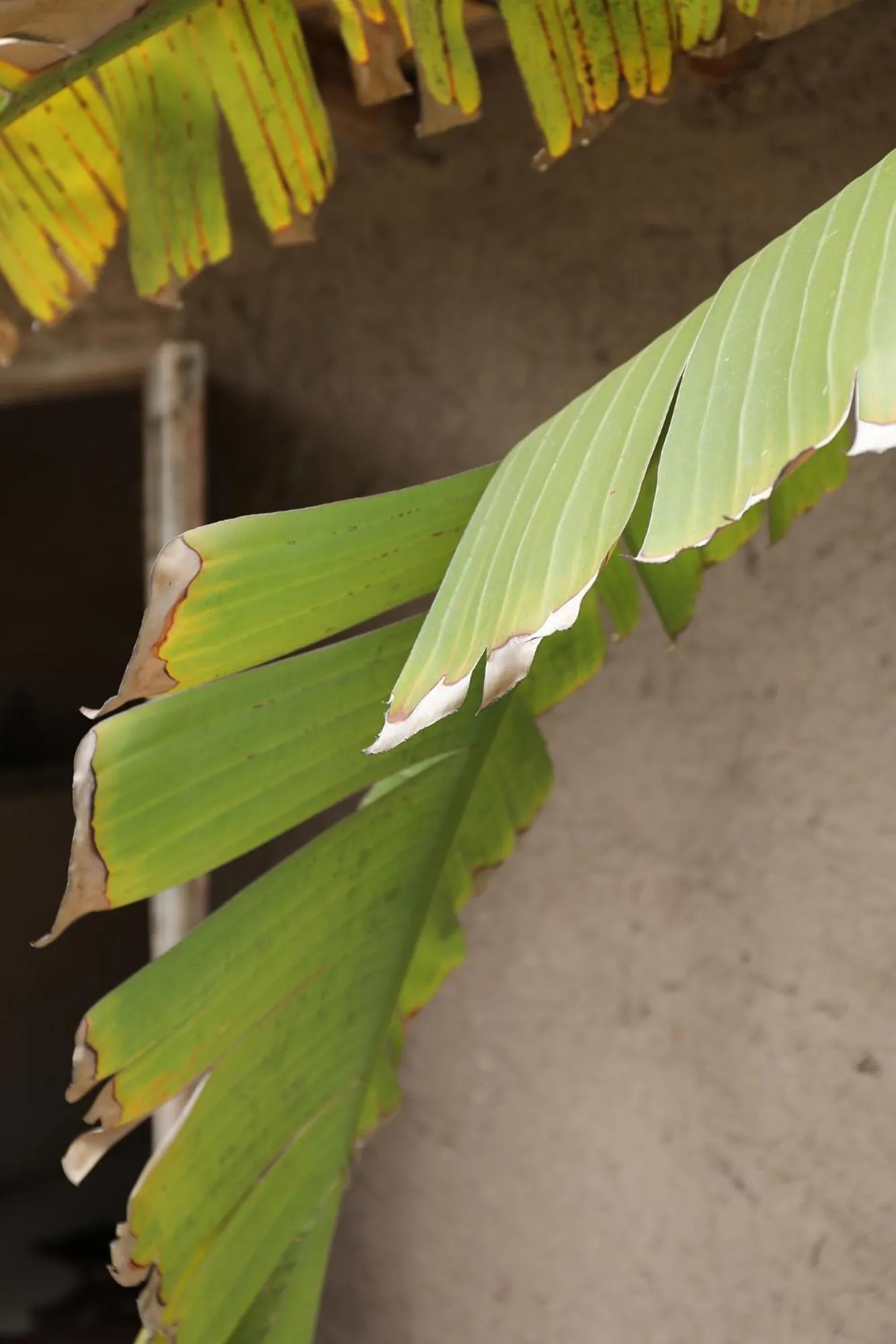 Decorative detail in Le Petit Hôtel du Flouka