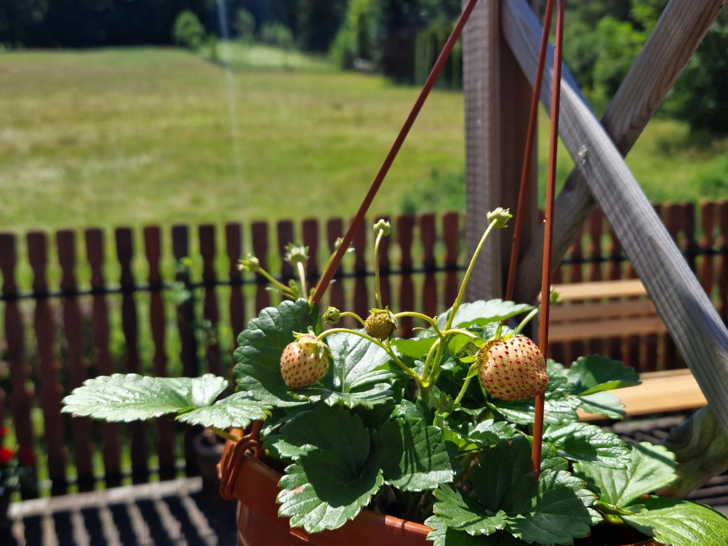Balcony/Terrace in Willa Pod Piórem