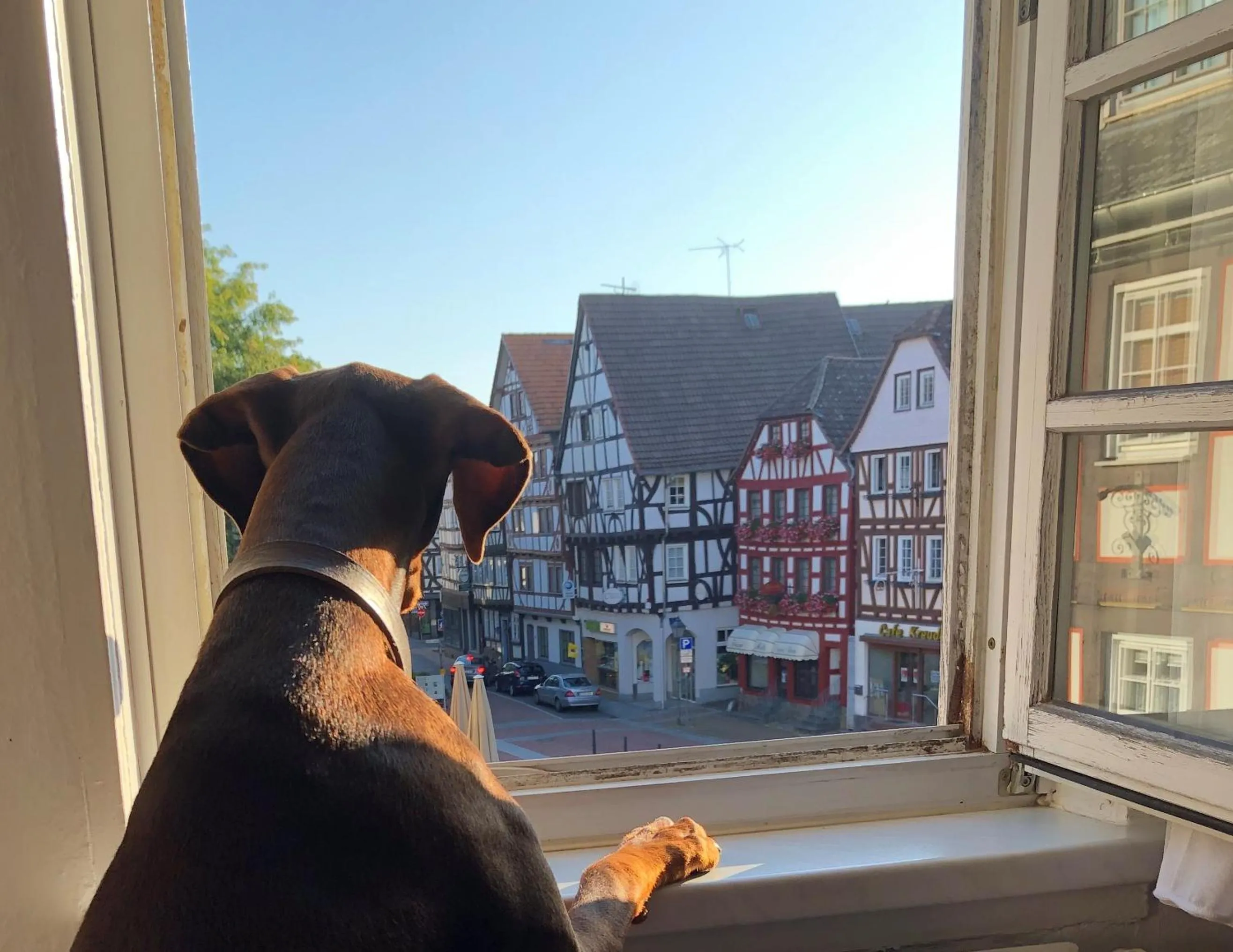 Animals in Haus Oberscholtes