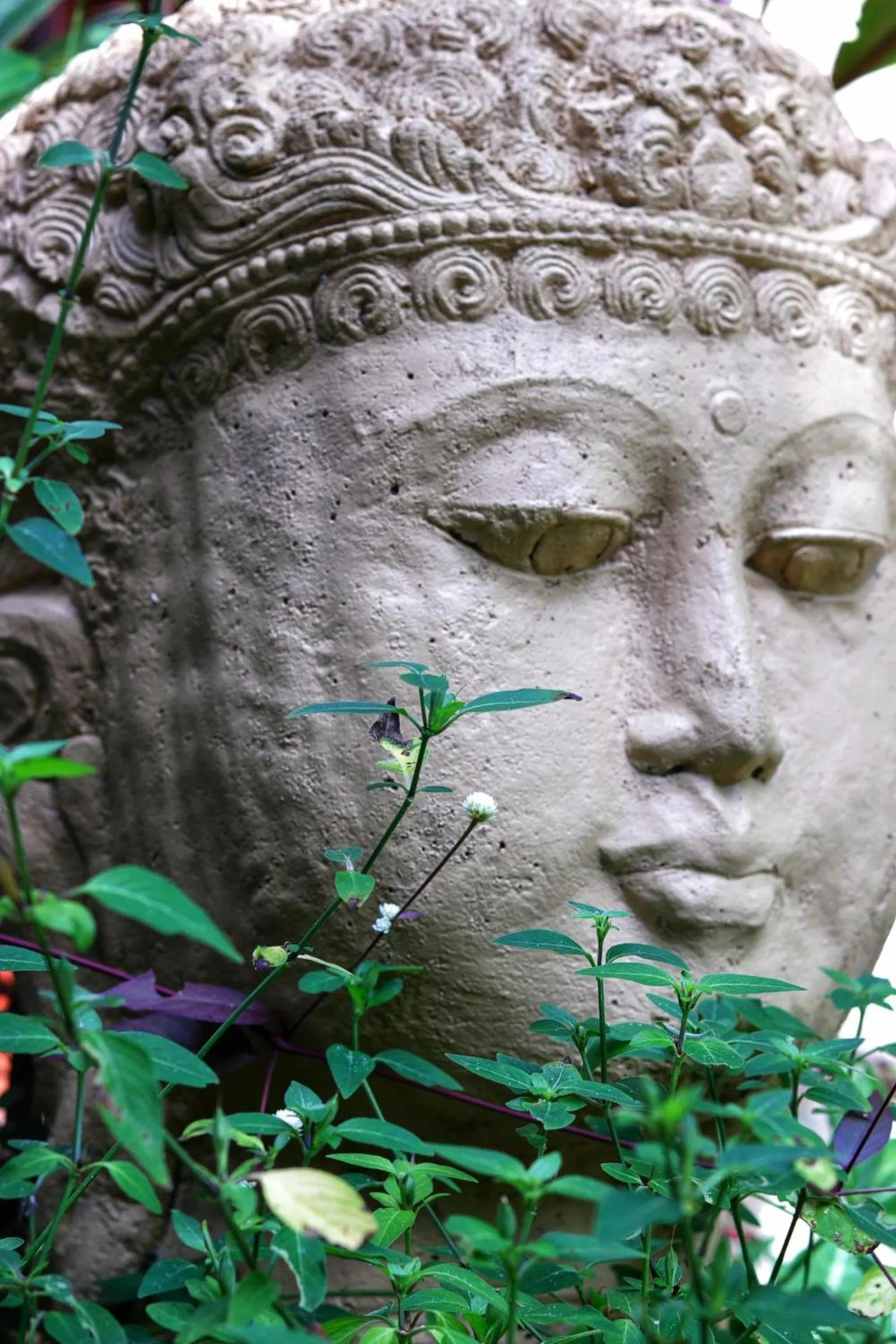 Garden in Whitsundays Retreat