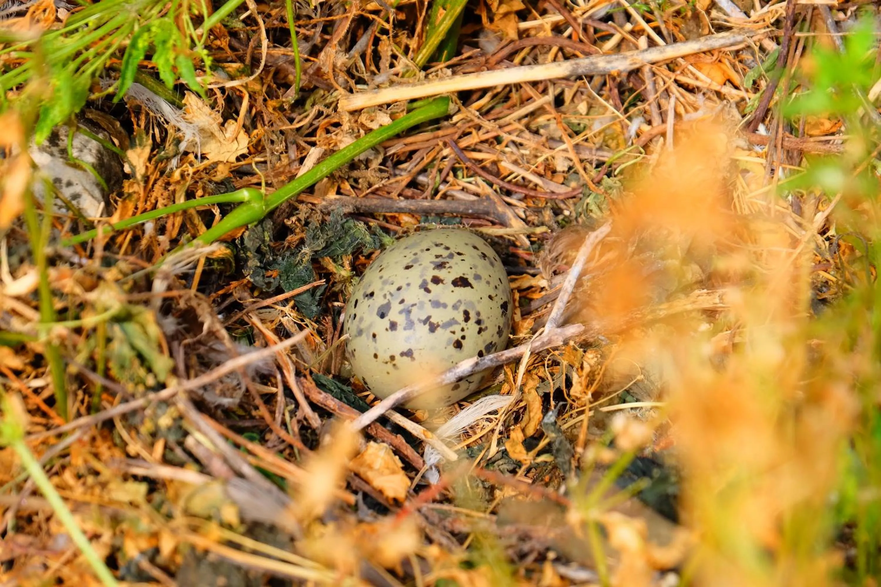 Animals in Selenes Pansiyon