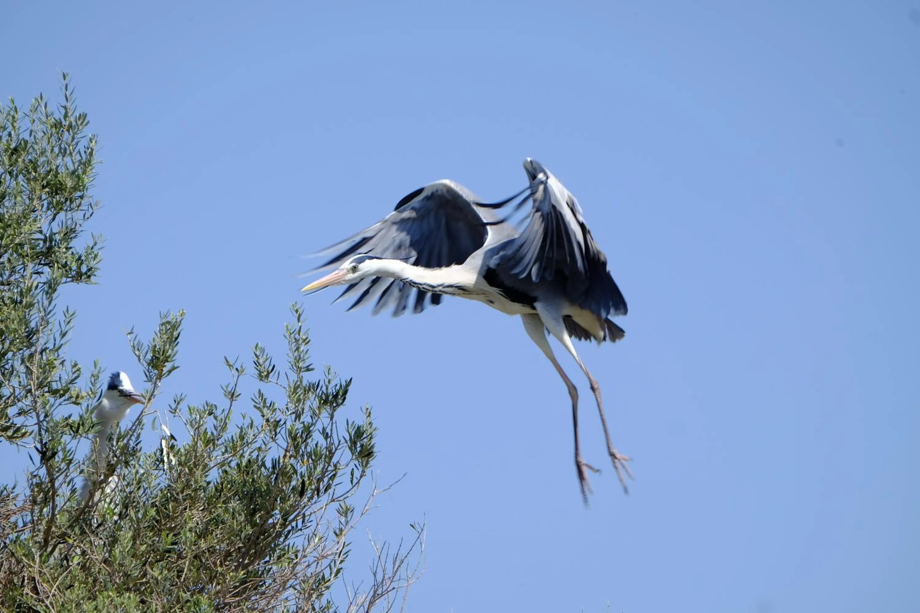 Animals in Selenes Pansiyon